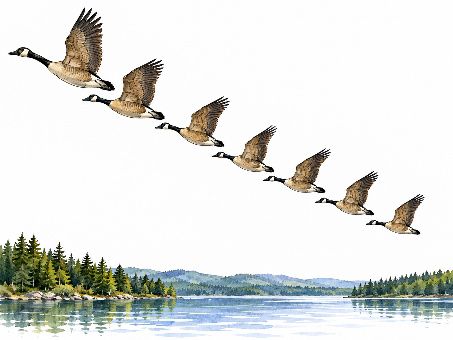 A flock of geese flying in a clear V formation above a distant lake, natural bird anatomy and distinct open air.