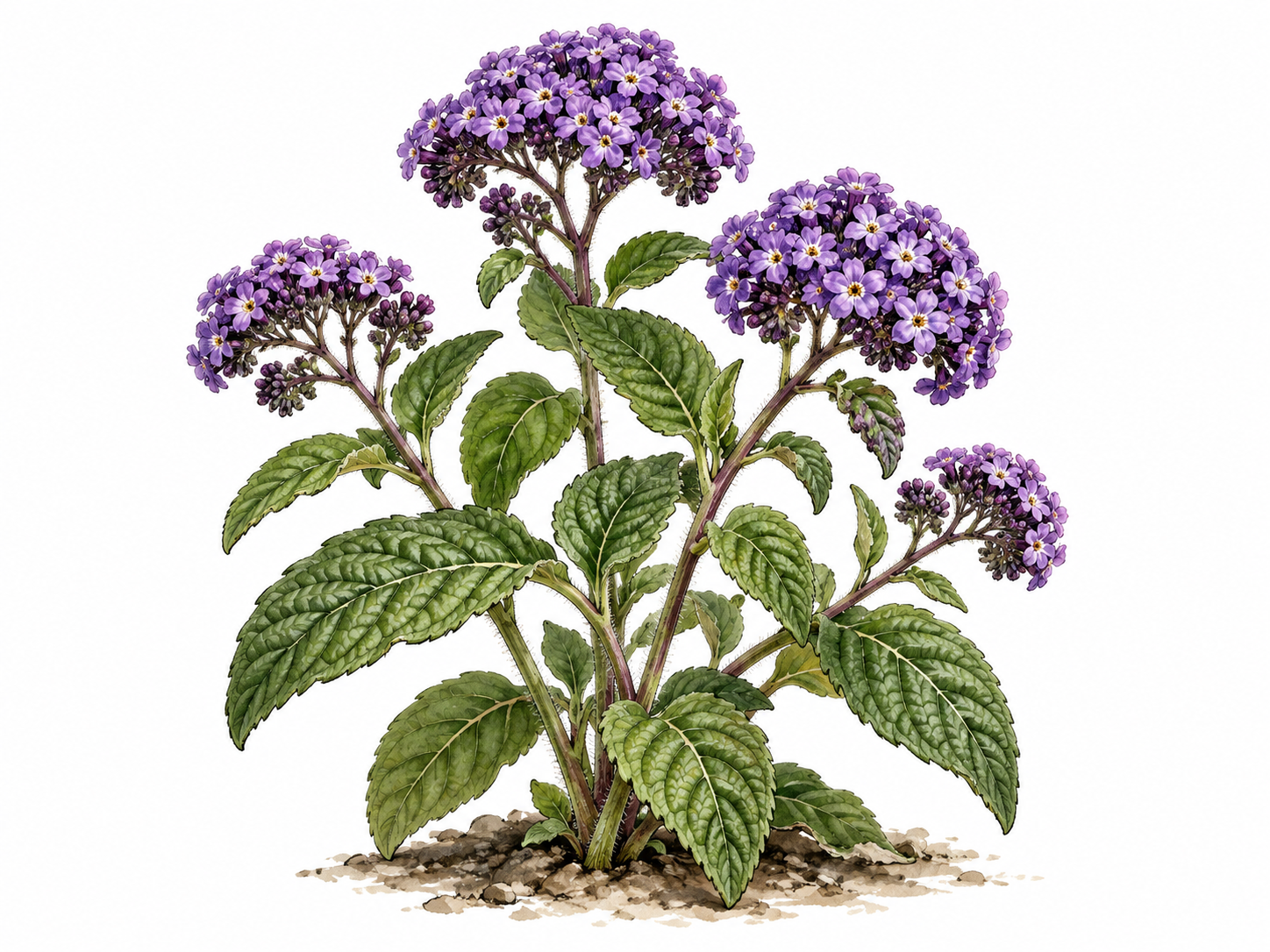 A botanically accurate heliotrope plant with dense clusters of tiny purple flowers and textured green leaves.