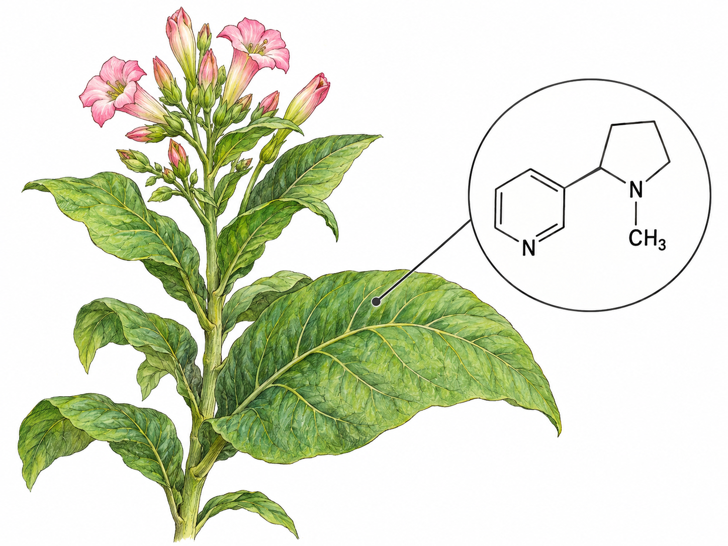 A recognizable tobacco sprig with a magnified molecular detail showing nicotine’s specific chemical structure, distinguishing the chemical within the plant from tobacco itself.