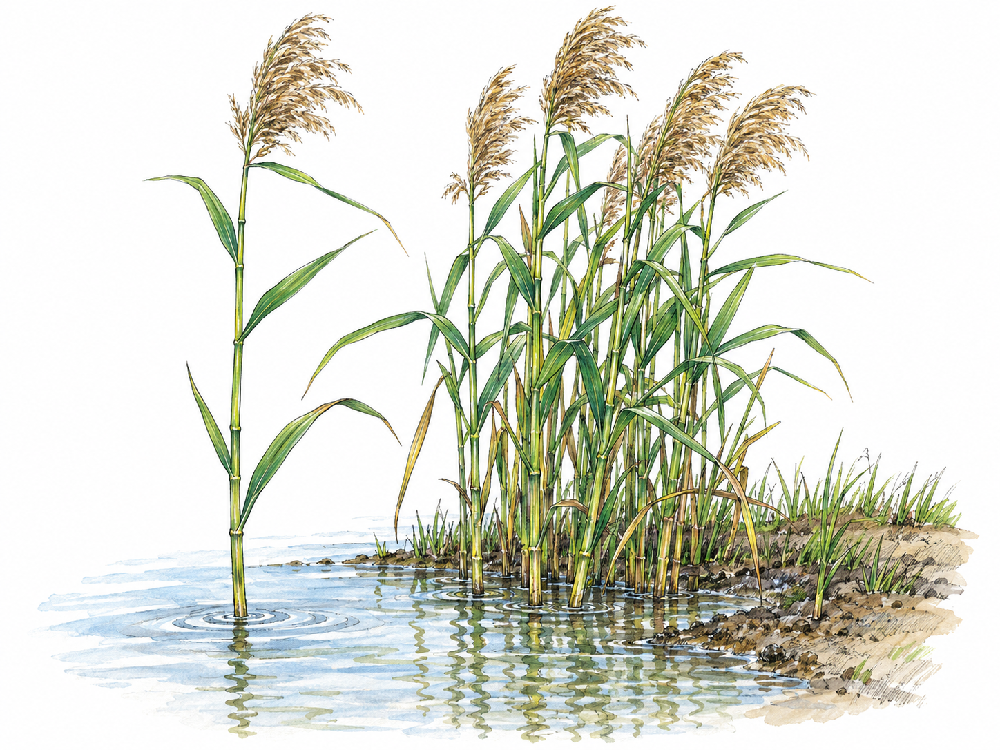 A small stand of tall common reeds rooted in shallow wetland water, with jointed upright stems, long narrow leaves, and feathery tan flower heads.