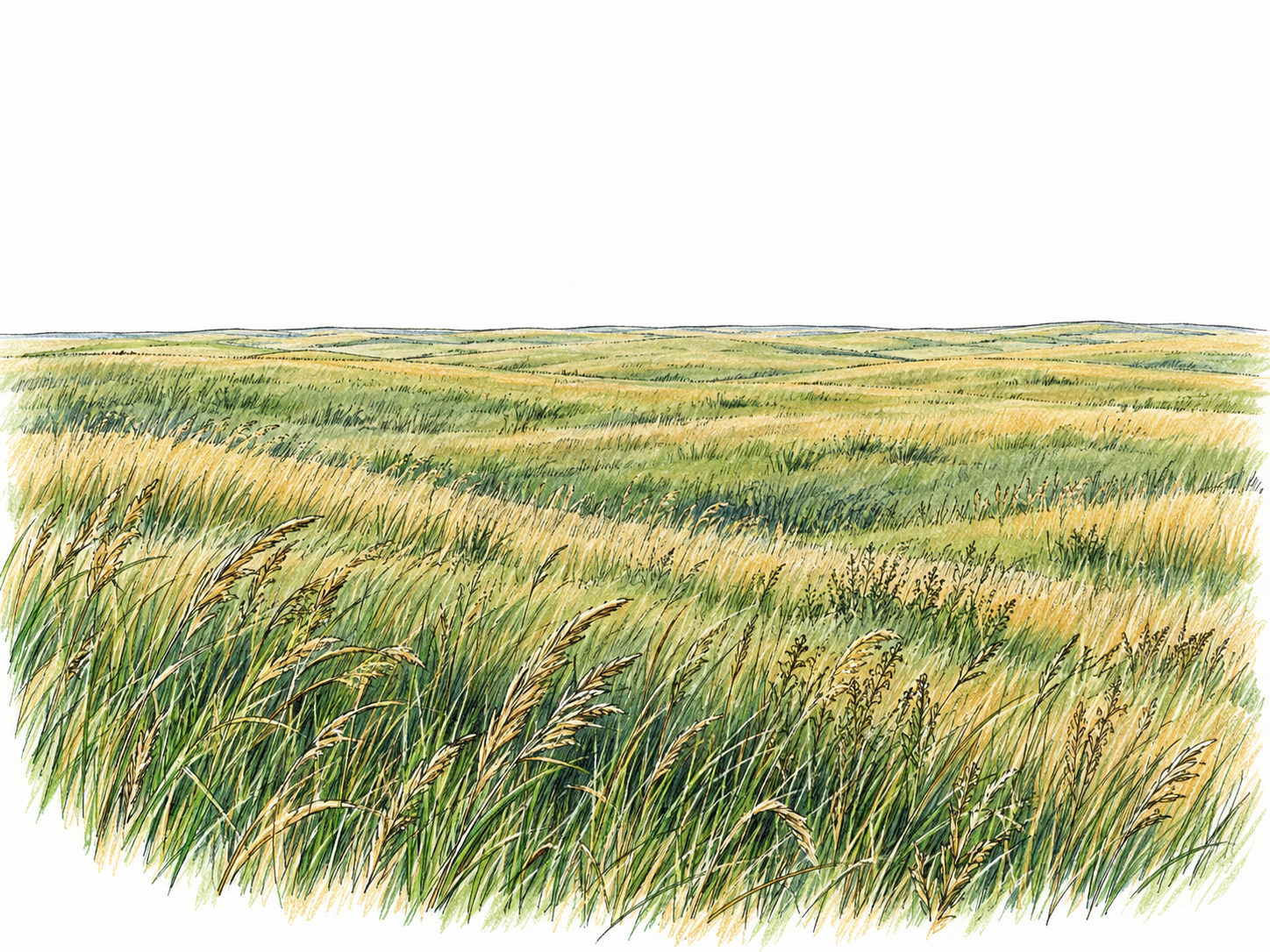 An expansive, mostly treeless prairie: natural grasses stretch across gently rolling ground to a distant low horizon, with foreground seed heads establishing the grassy terrain and broad uninterrupted bands conveying its width.