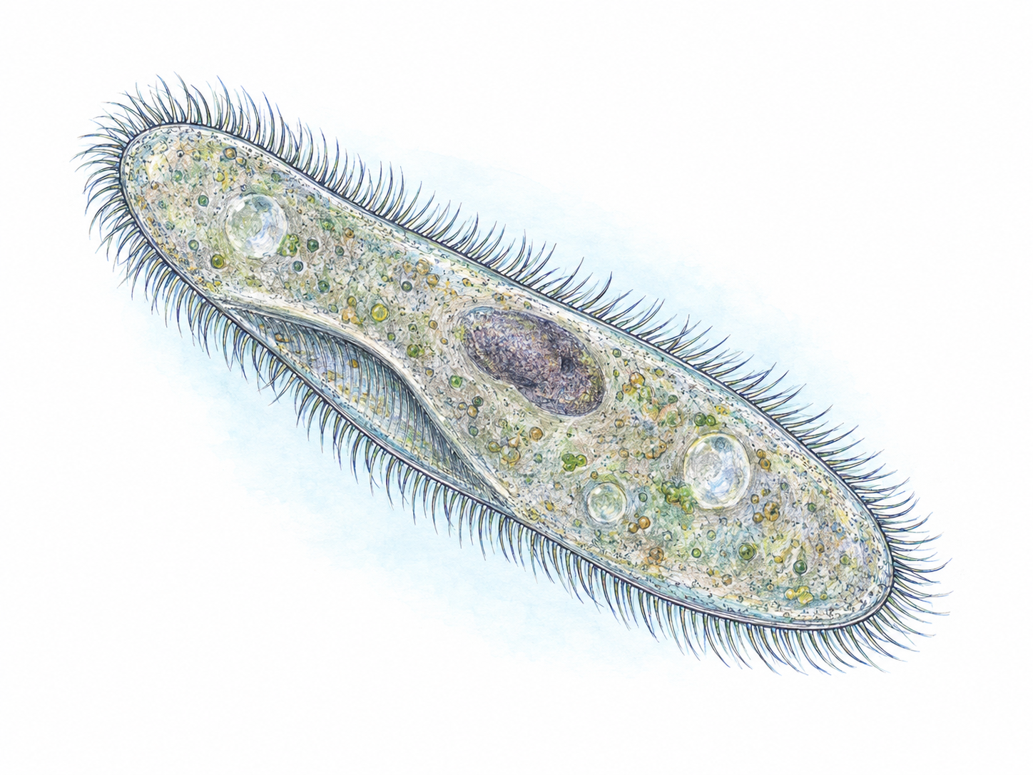 A magnified naturalistic view of one oblong paramecium, with fine hairlike cilia clearly visible around its entire body and a few restrained internal structures visible through its translucent surface.