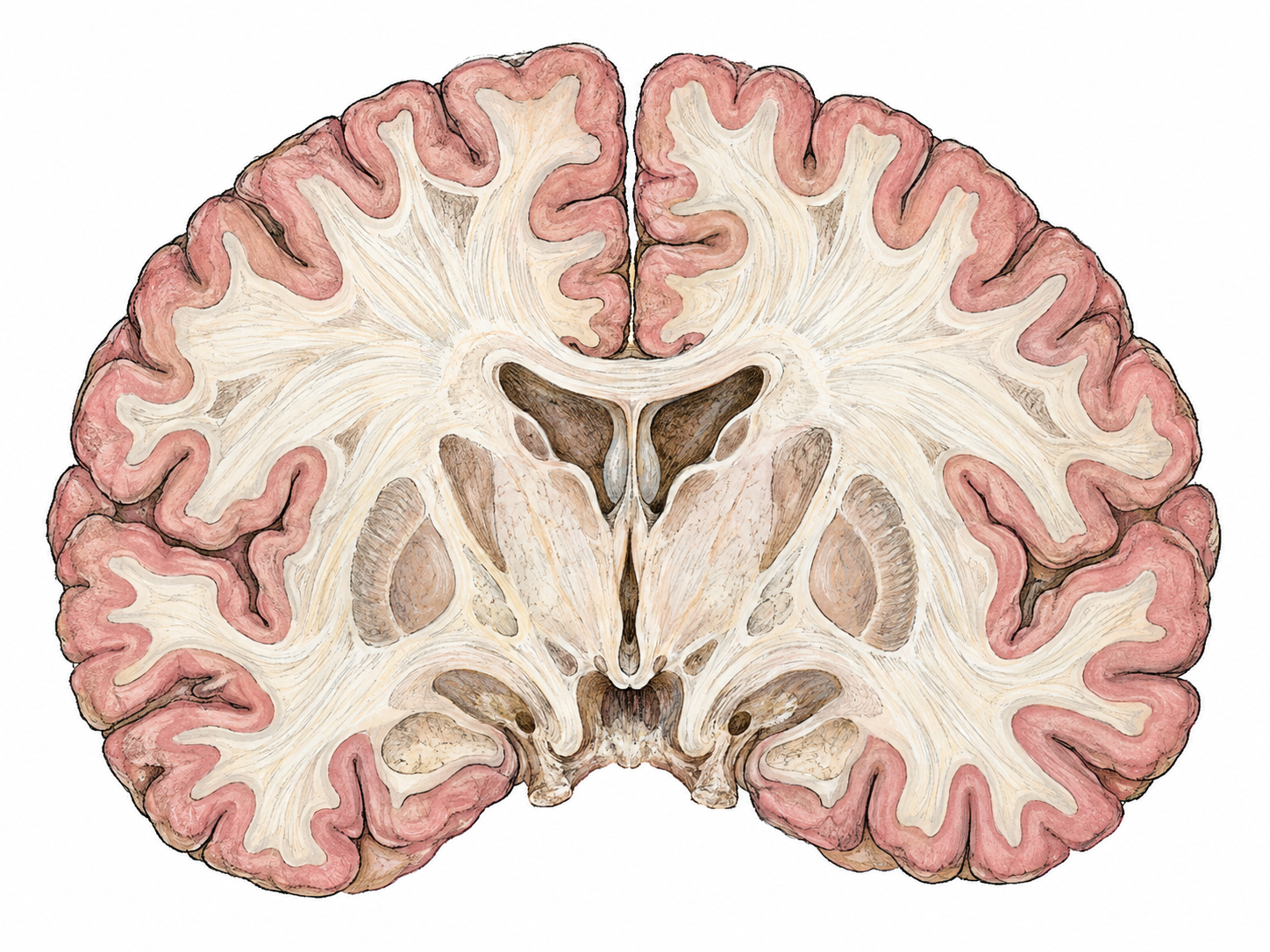 A single anatomically accurate coronal section of a human cerebrum, with its thin, folded outer cortical ribbon emphasized in muted rose against pale interior white matter.