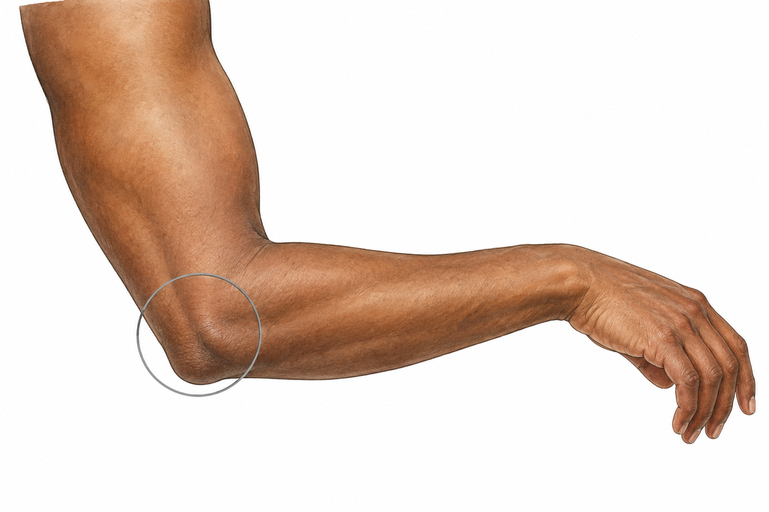 A single bent human arm clearly shows the joint between upper arm and forearm.