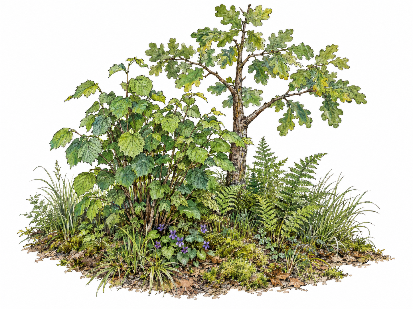 A compact temperate woodland plant community, with a young oak, hazel shrub, ferns, woodland grasses, violets and moss visibly growing together in one continuous patch of ground.