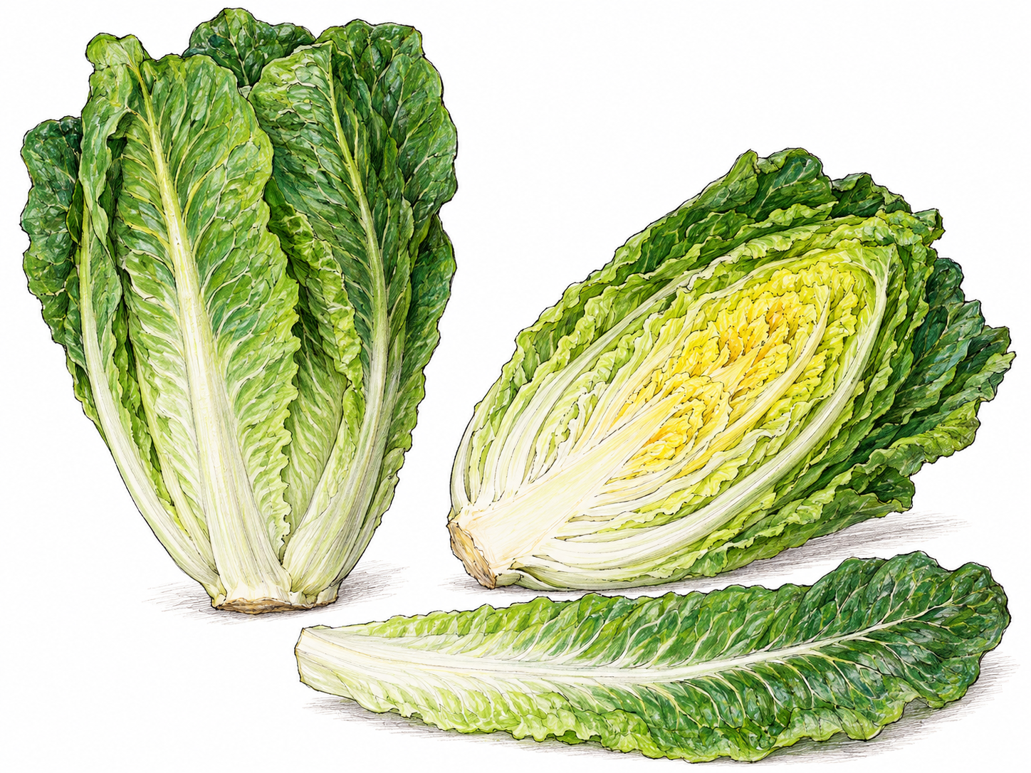 A whole elongated romaine lettuce head beside a lengthwise-cut half, exposing tightly nested pale leaves and a firm central heart; one detached long leaf clearly displays its thick white rib.