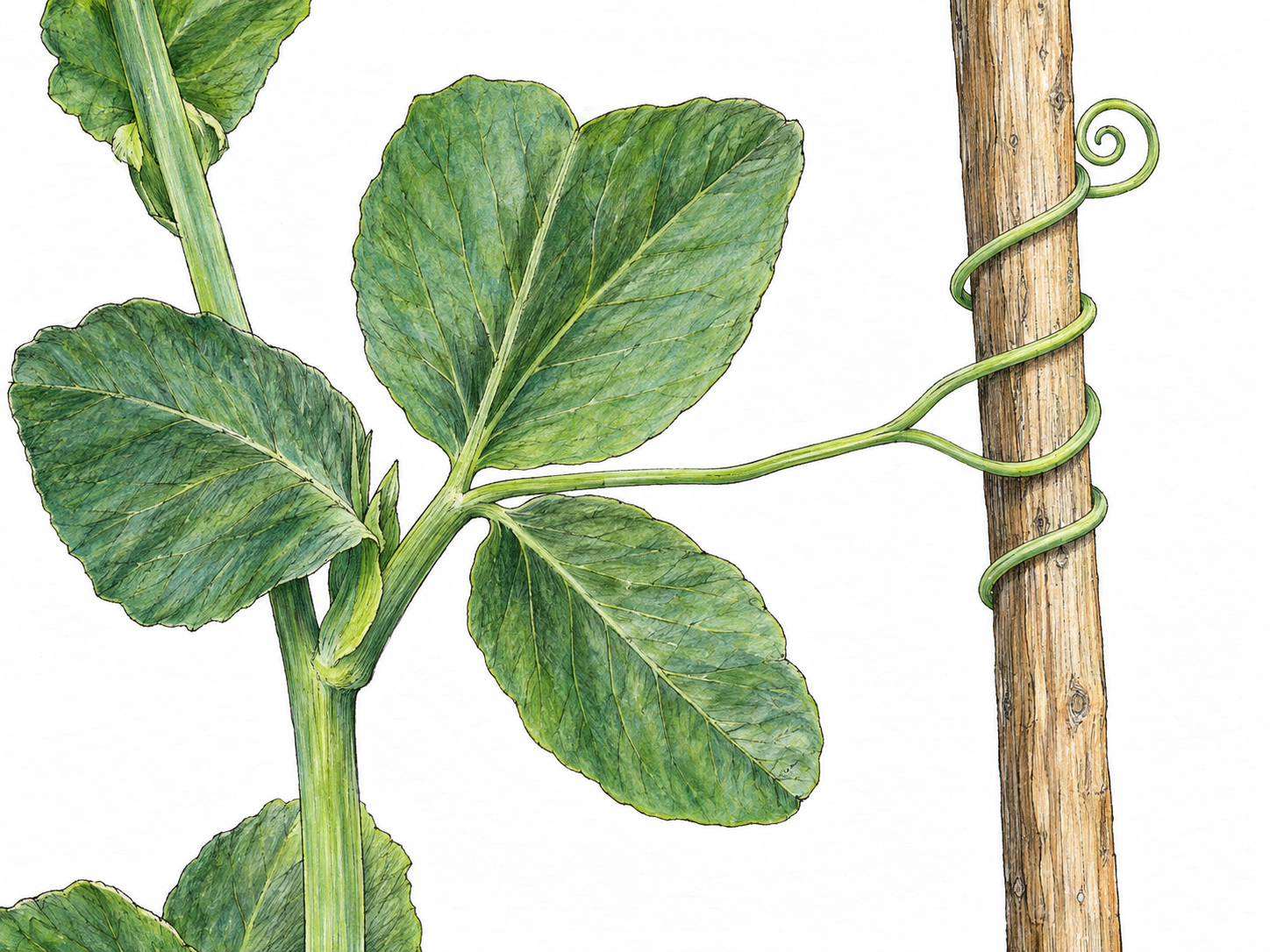 Botanical close-up of a pea plant's slender, leafless tendril curling tightly around a narrow wooden support, with its attachment to the plant clearly visible.