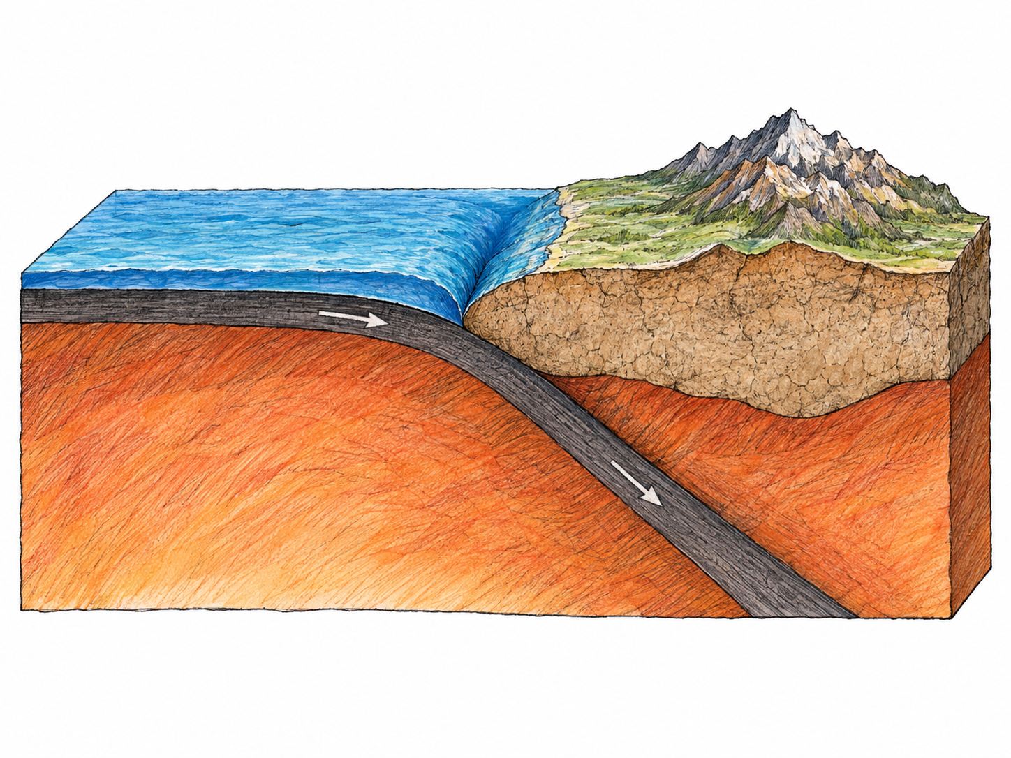 A simple geological cutaway of an oceanic plate bending beneath a continental plate, with a deep ocean trench and coastal mountains making Earth's crustal structure and movement visible.