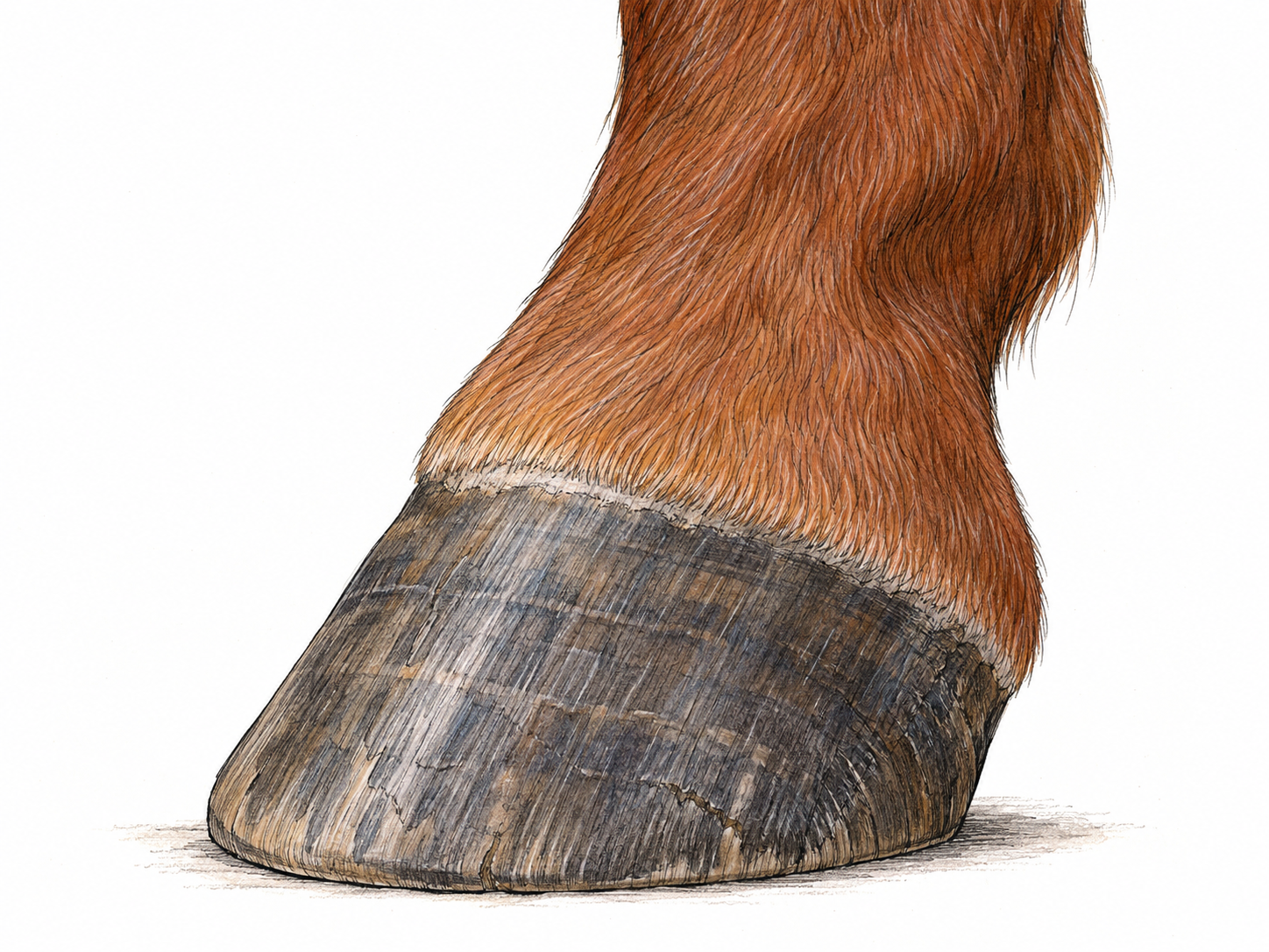 A close-up of a horse’s lower leg and unshod hoof, emphasizing the solid, curved horn covering and its clear boundary with the hair above.