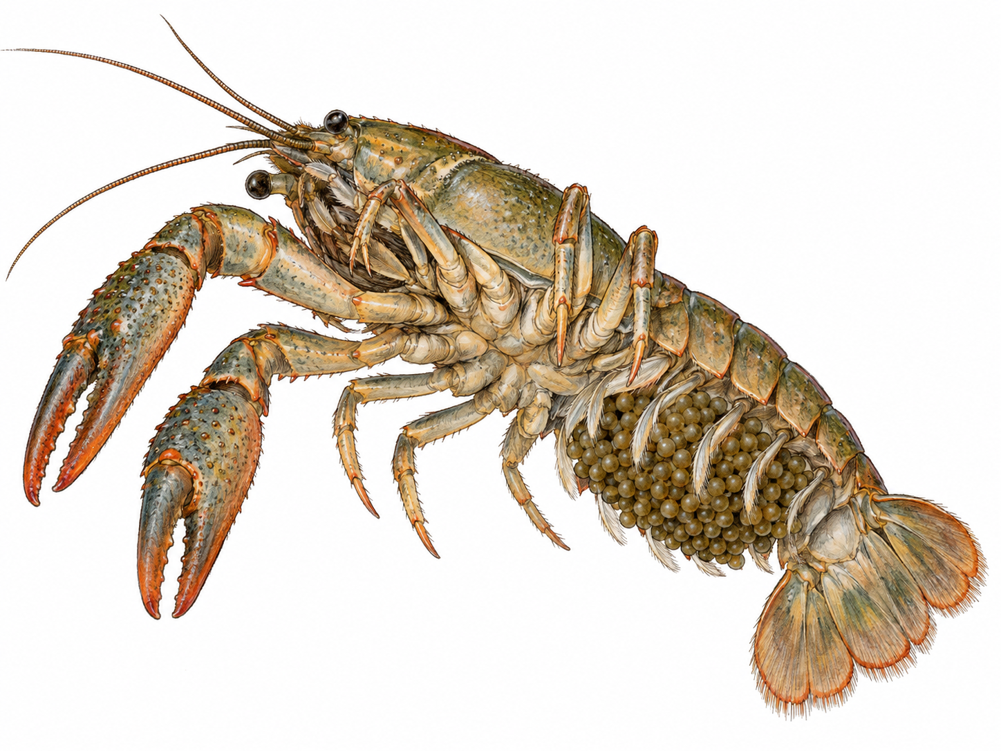 A female crayfish viewed obliquely from below, with a dense cluster of round eggs visibly attached to the swimmerets beneath her abdomen, illustrating the carrying-eggs sense of gravid.