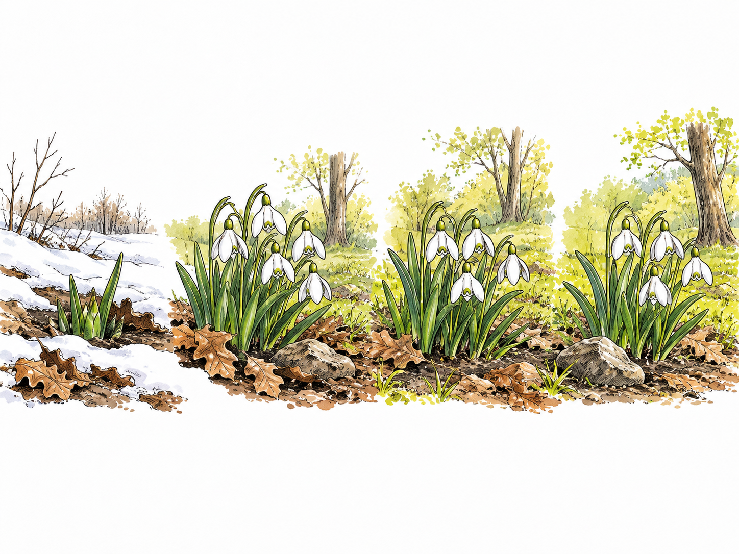 Small sequence of the same seasonal flowers returning each spring.