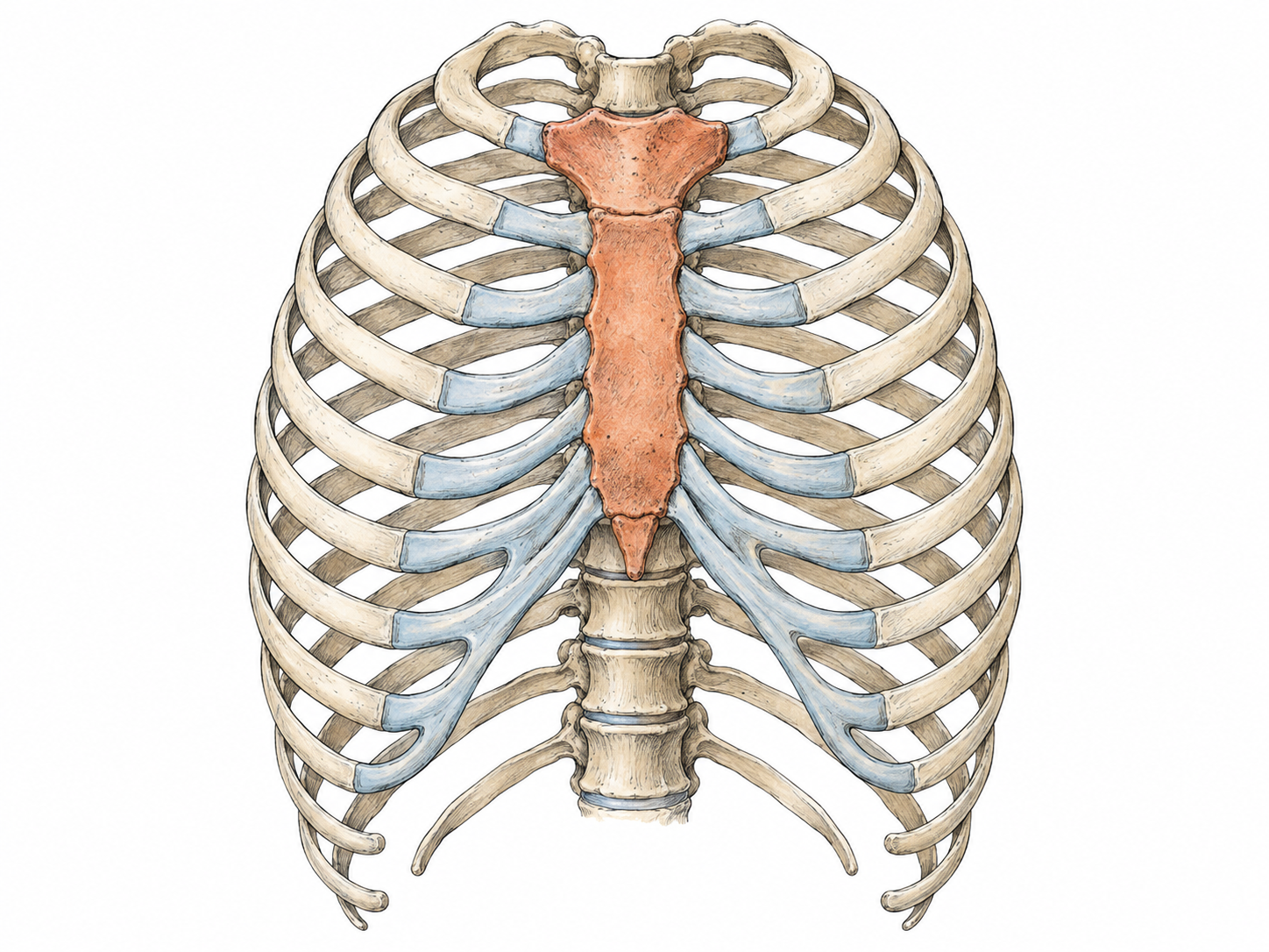 An anterior view of an isolated human rib cage, with the sternum clearly distinguished in muted terracotta from the ivory ribs.