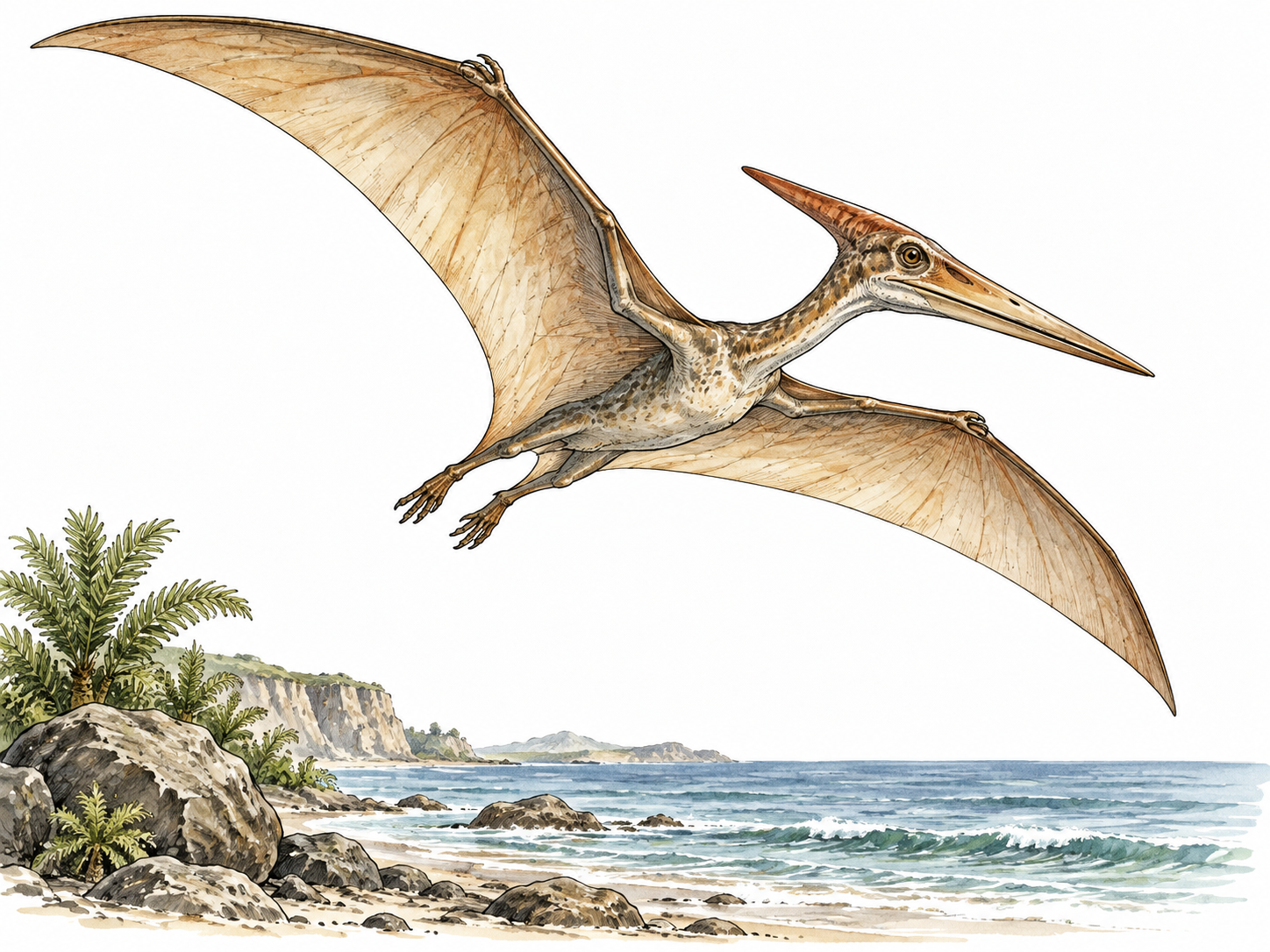 A natural Pterodactylus flies above a prehistoric shoreline, membrane wings supported by elongated fingers, no feathers or dragon features.