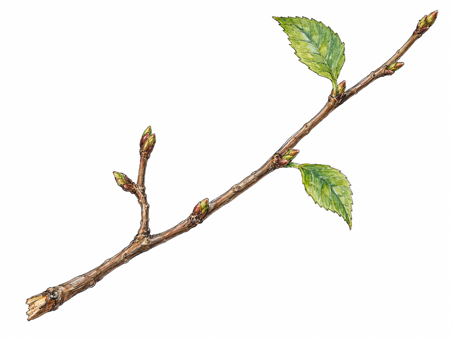 A single slender woody twig with a small fork, tiny buds, and two small leaves, isolated on white so its thin branching structure is immediately readable.