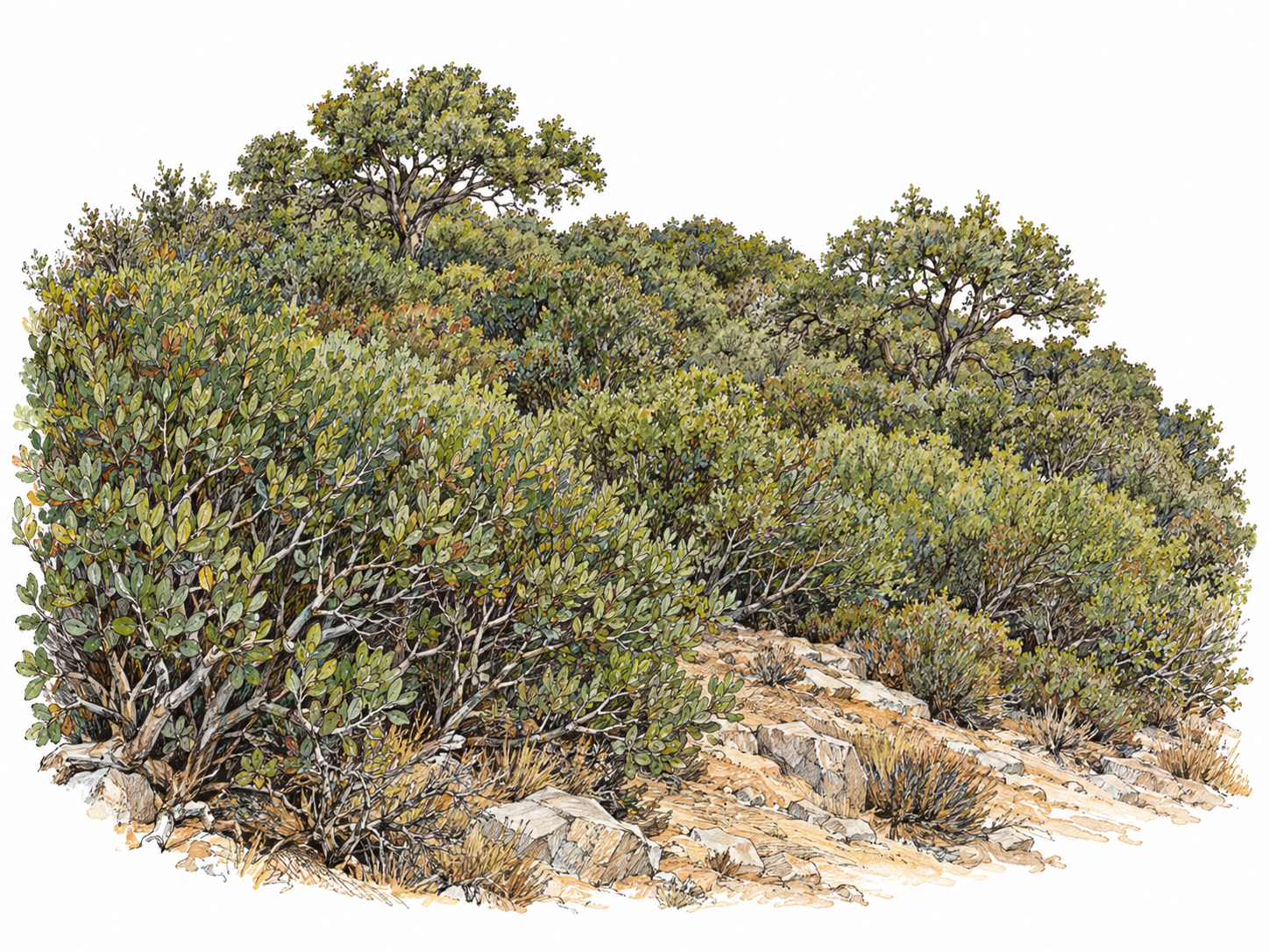 A compact dry hillside covered in dense, interlocking evergreen shrubs and scattered small scrub oaks, with tangled woody branches and exposed rocky soil at the foreground edge.