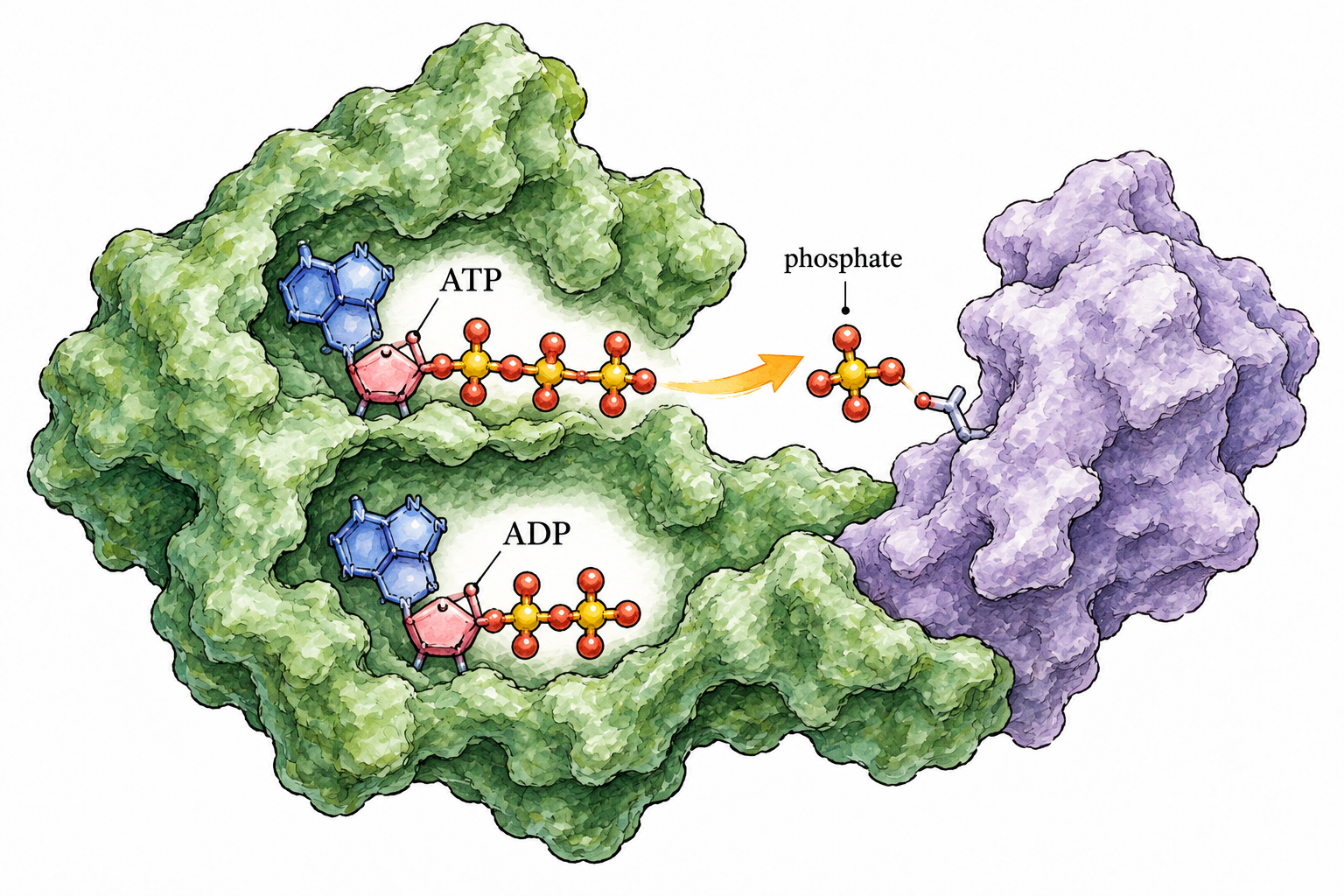 Educational molecular diagram: enzyme cradles ATP beside a protein; one phosphate group moves by a clear arrow from ATP to protein.