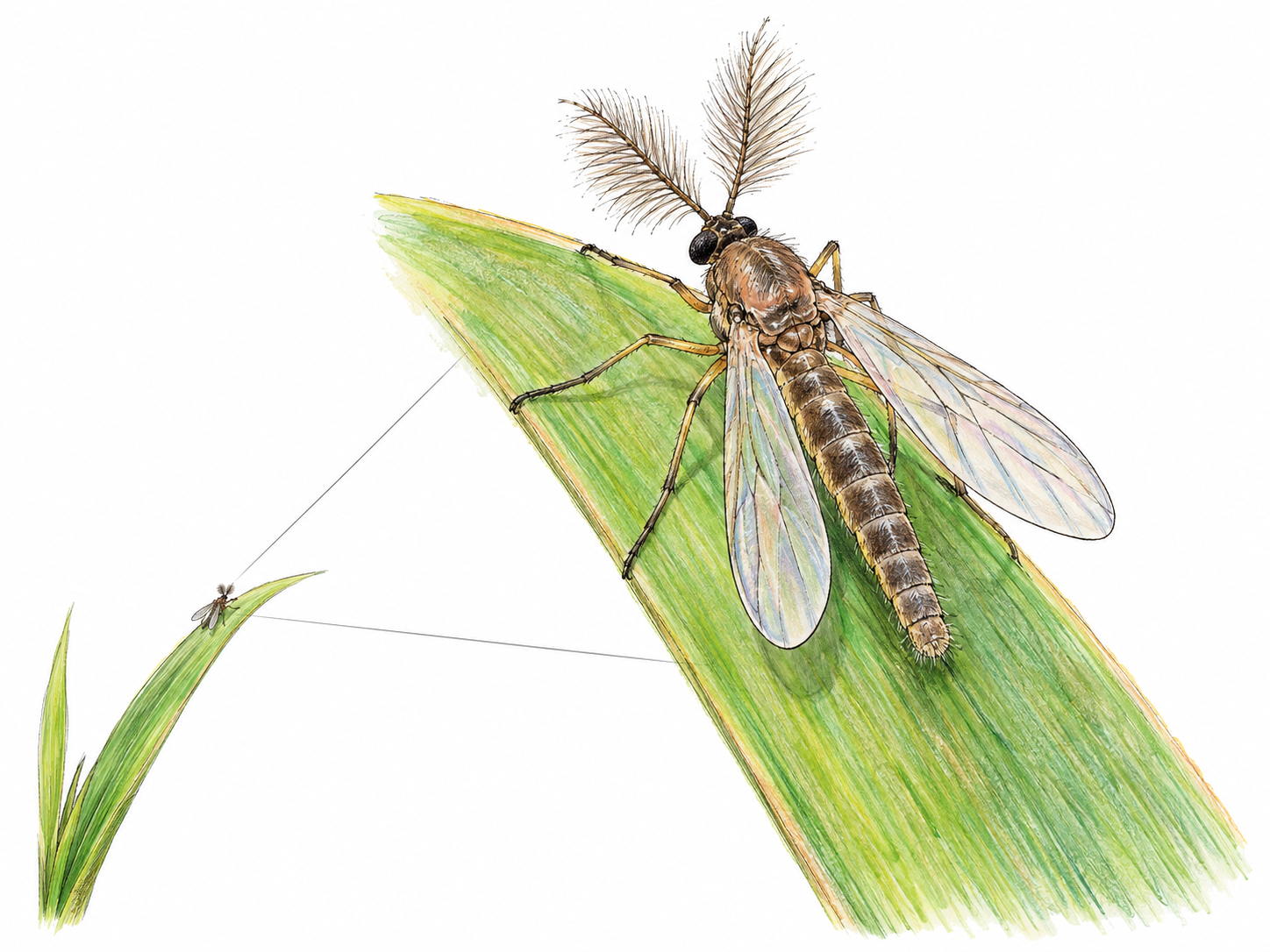 An enlarged natural-history view of one tiny midge perched on the edge of a grass blade, with a small contextual view of the same blade and insect establishing its minute size.