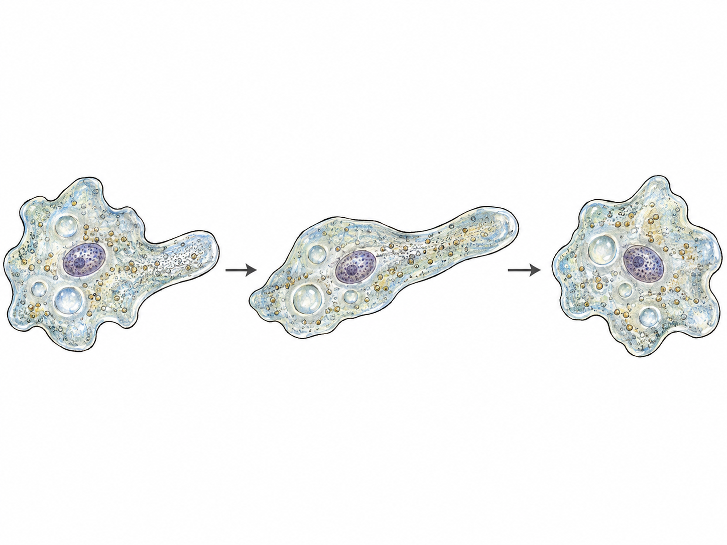 A magnified amoeba shown in three successive positions, extending a blunt pseudopod and flowing into it.