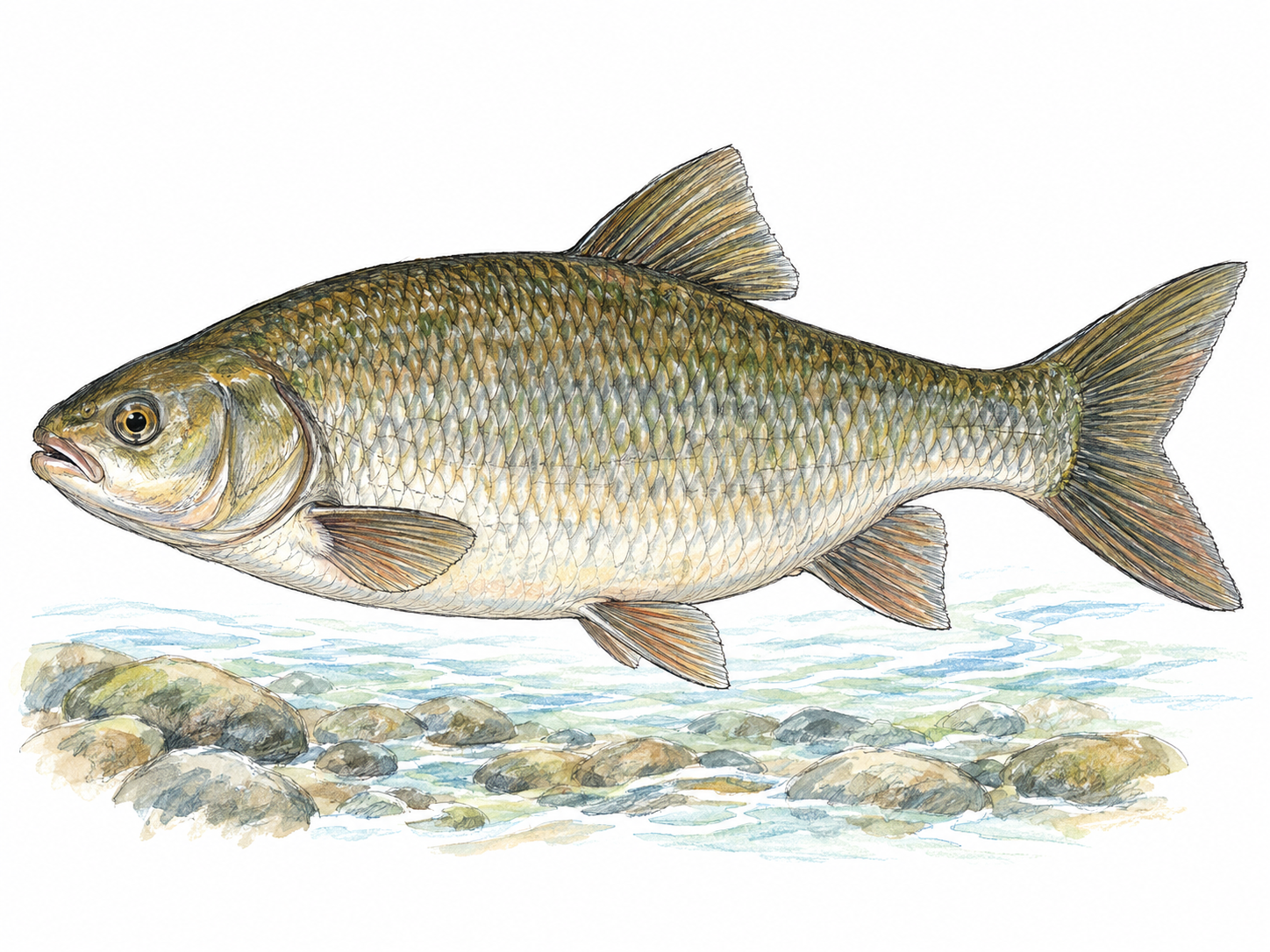 A single thick-bodied chub swimming in profile in a clear freshwater stream, with a few rounded pebbles below to establish its habitat.