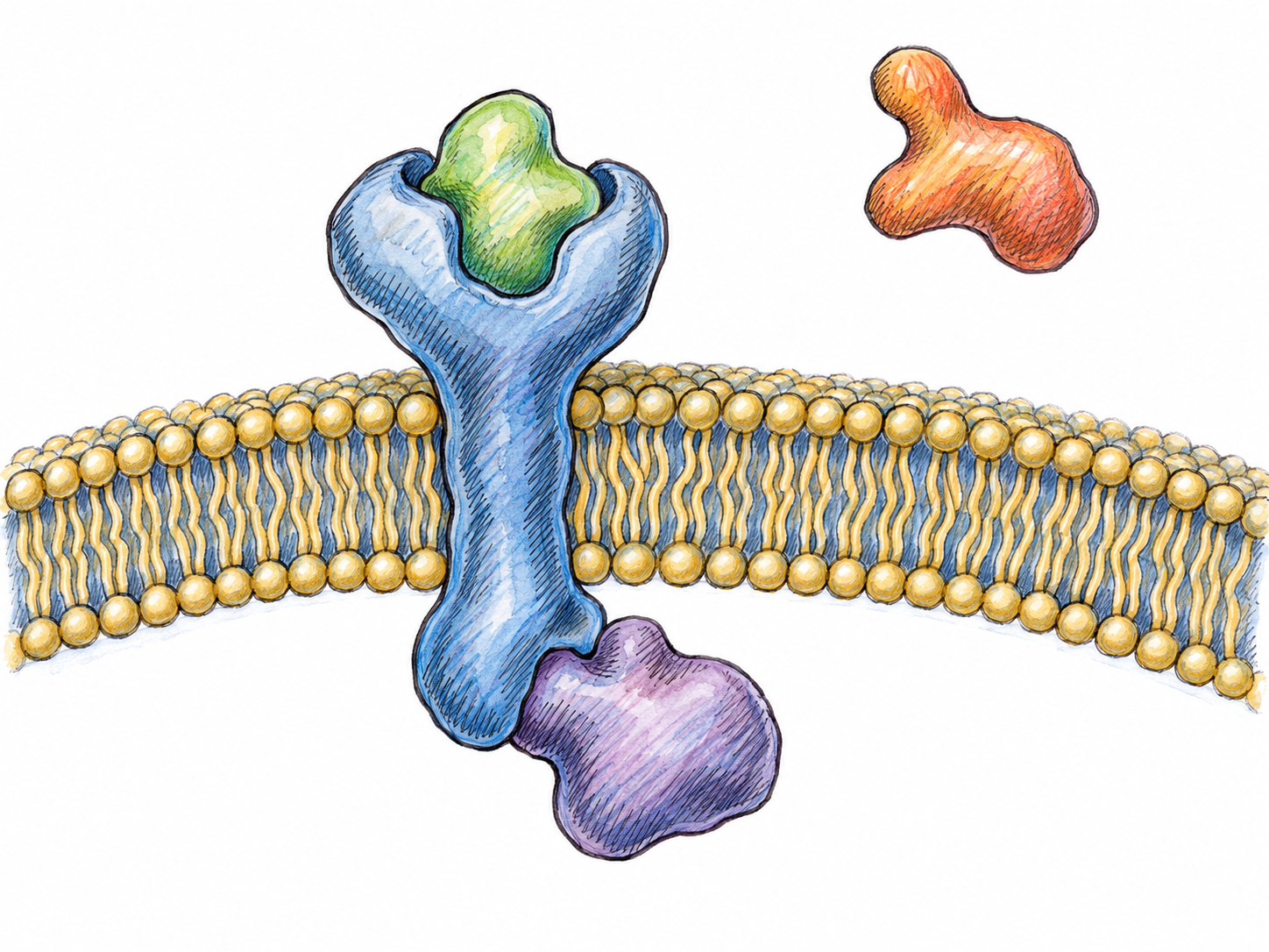 A close-up cutaway of a cell membrane shows a receptor binding one specifically fitting signaling molecule and activating a small intracellular relay directly beneath it.