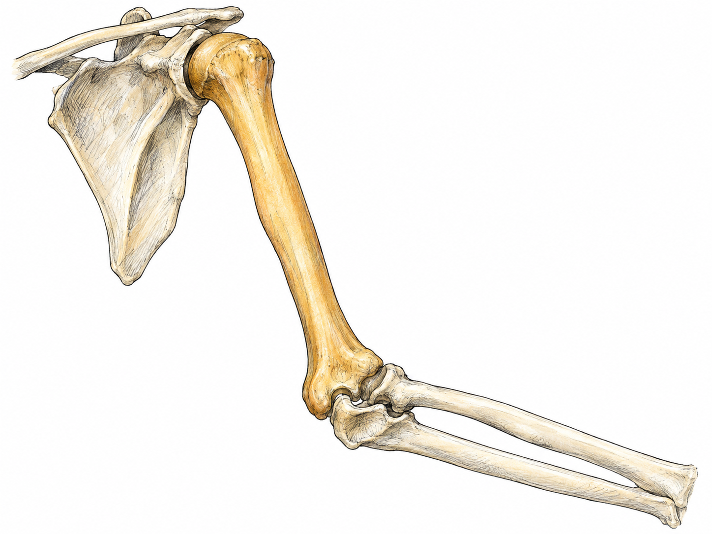A close anatomical view of a shoulder and bent arm skeleton, with the humerus selectively colored warm ochre and the adjoining shoulder and forearm bones pale ivory, making its position between shoulder and elbow immediately clear.