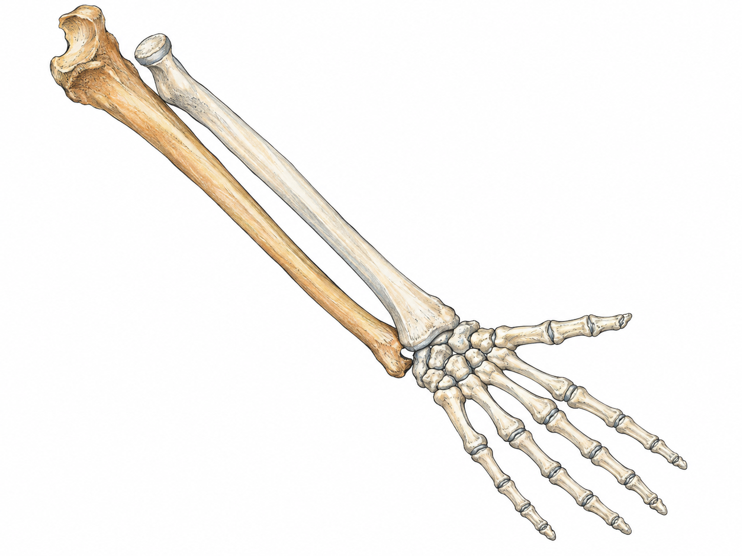 An isolated anatomical forearm-bone model with the ulna subtly emphasized beside the radius, showing its large elbow end and its position on the little-finger side of a lightly drawn skeletal hand.