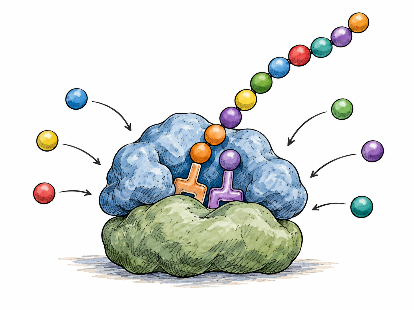 Simple scientifically coherent cell vignette: a ribosome in cytoplasm assembles a chain of small amino-acid beads from separate incoming beads, emerging protein chain central.