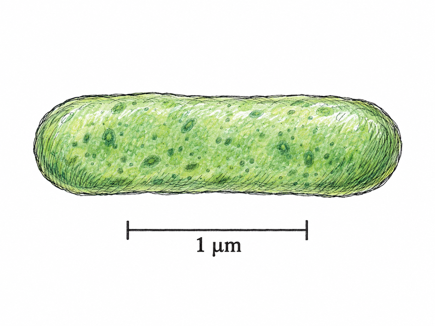 A magnified rod-shaped bacterium beside a clearly marked one-micron scale bar, making the microscopic unit a concrete measured length.