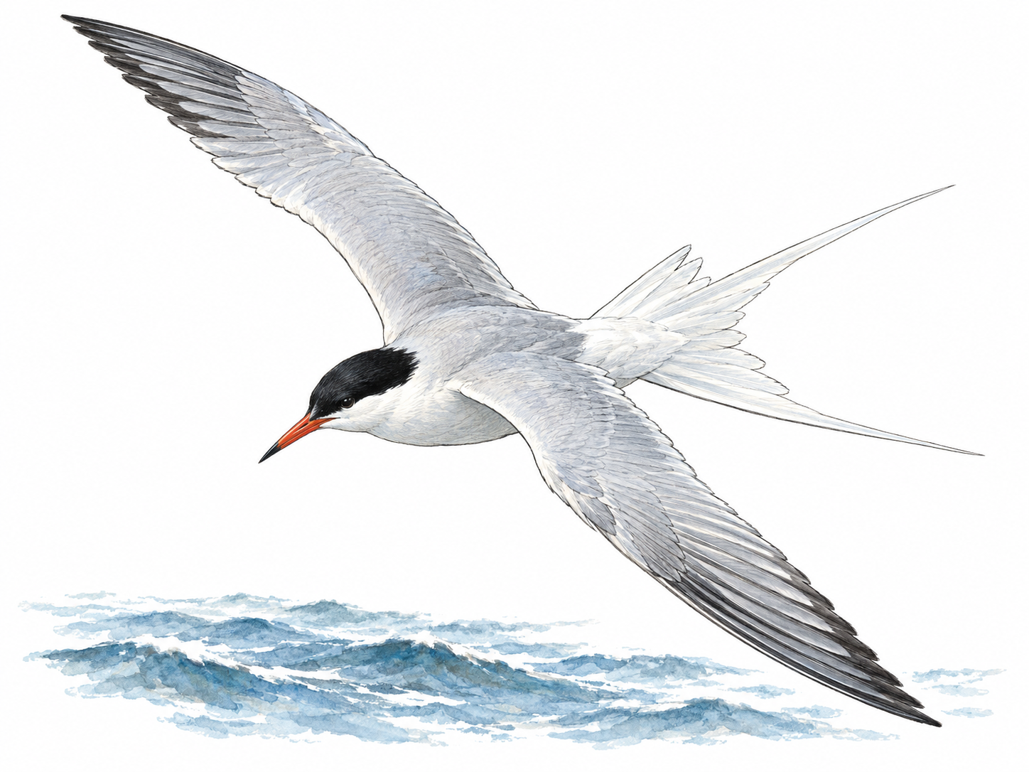 A single tern in a shallow banking flight above a minimal strip of sea, with its slender body, long pointed wings and deeply forked tail clearly separated and visible.