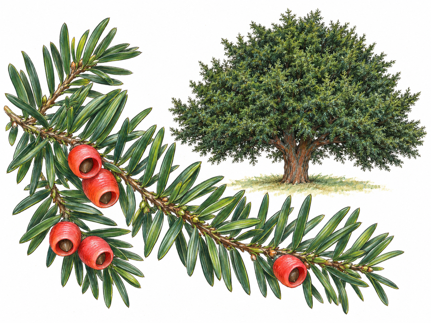 A recognizable yew tree with a prominent foreground branch showing flat evergreen needles and red, open-cupped arils surrounding individual seeds.