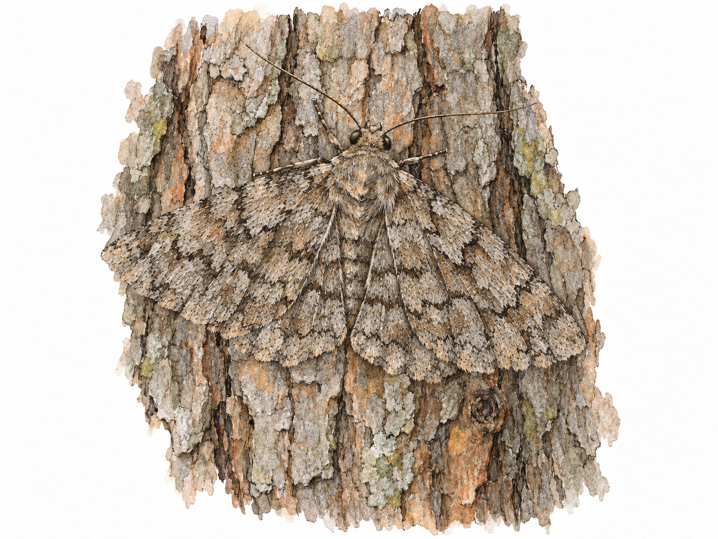 A bark-patterned moth resting flat against a tree trunk, its mottled wings blending closely with the bark while its antennae, legs and faint wing edges reveal the concealed animal.