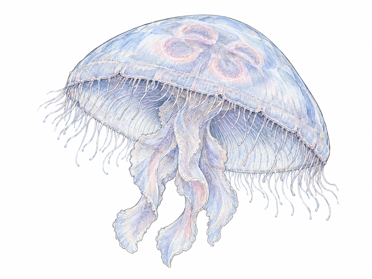 A free-swimming moon jelly medusa shown in three-quarter side view, with a translucent umbrella-shaped bell, short marginal tentacles, four horseshoe-shaped gonads and trailing oral arms.
