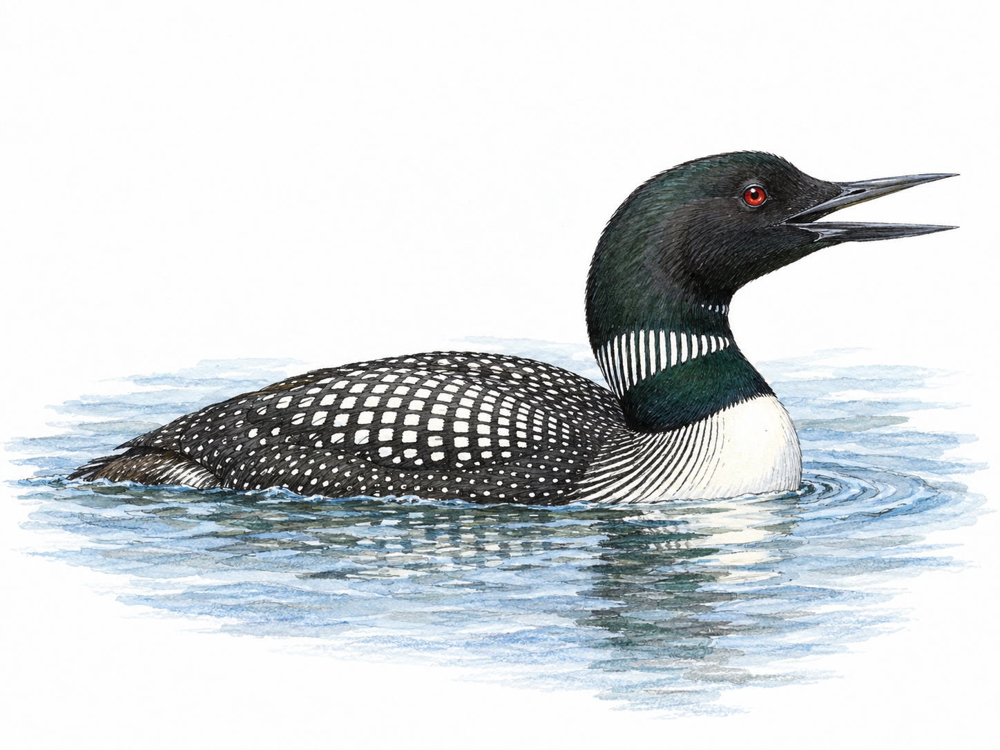 A recognizable common loon swimming low on a quiet lake, with its distinctive checkered back, striped neck collar, red eye, and pointed bill slightly open in a calling posture.