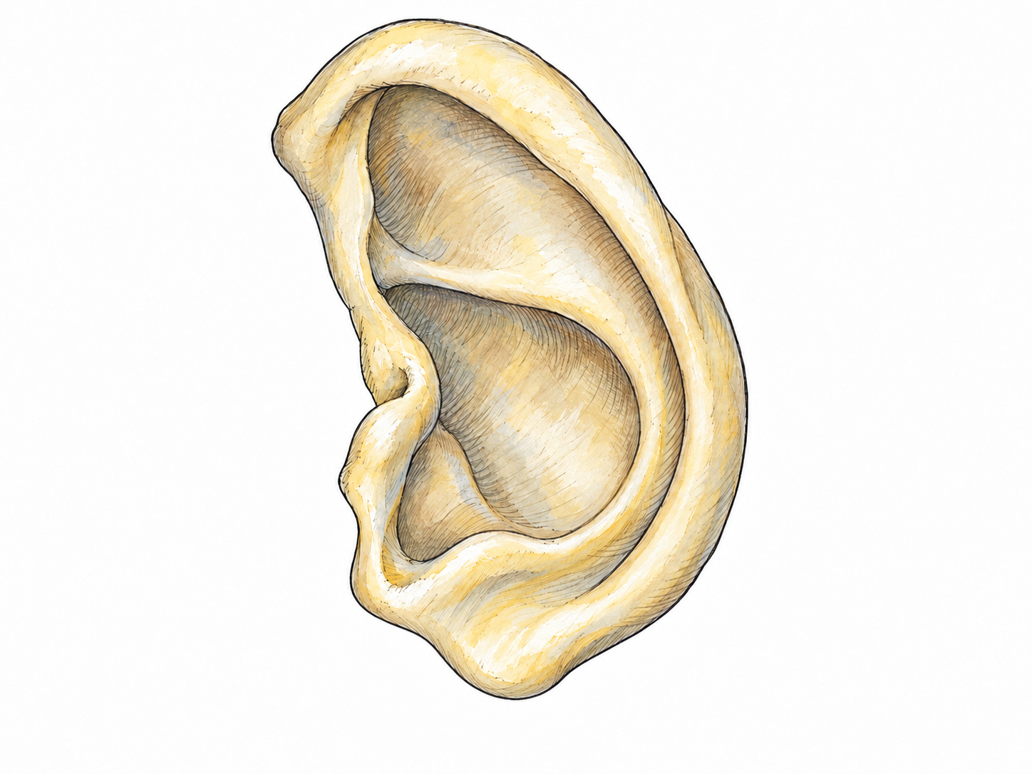 A clean, isolated specimen of human outer-ear cartilage, showing the curved rim and supple folded structure that give the ear firm but flexible support.