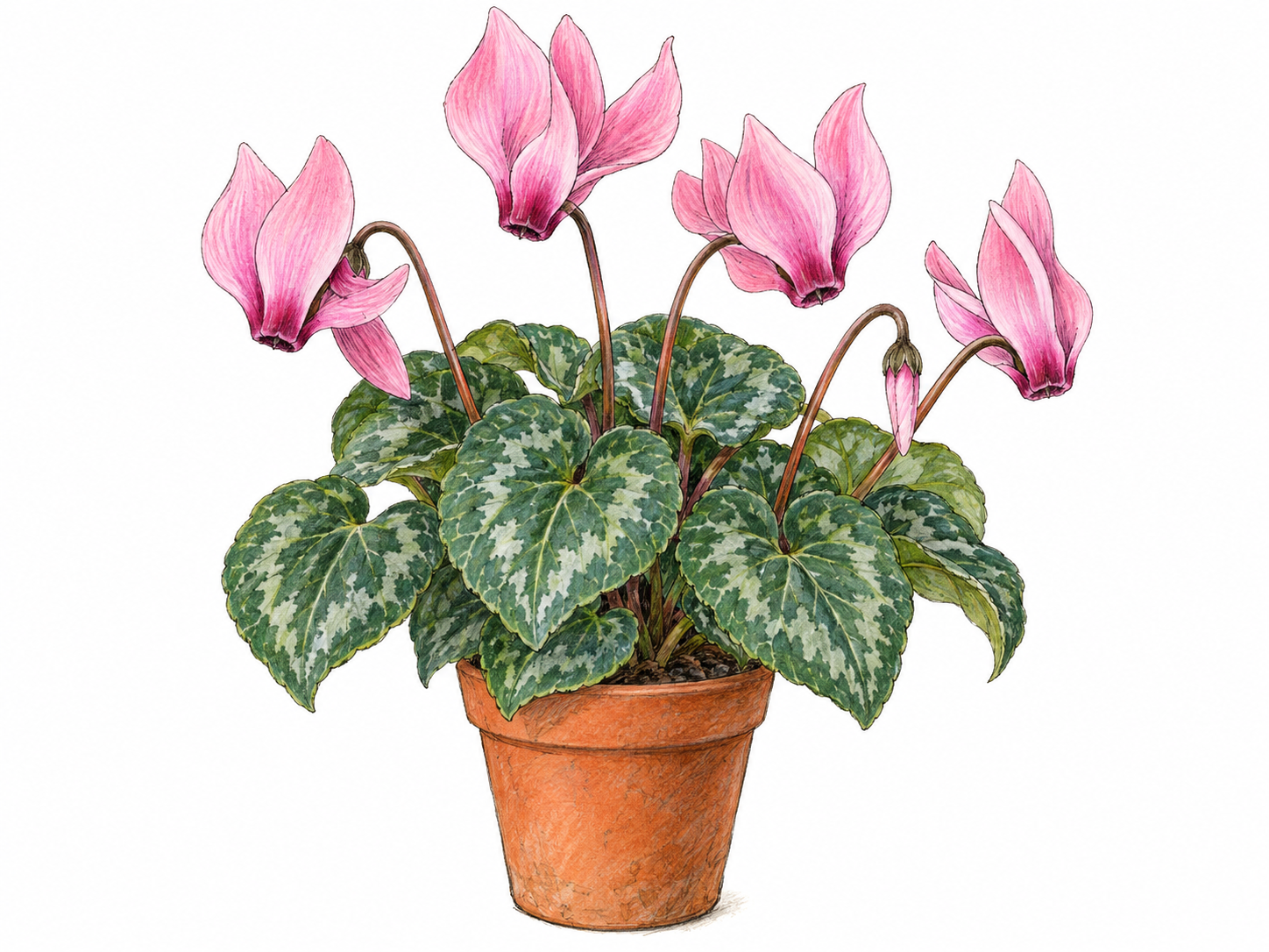 A single flowering cyclamen in a plain terracotta pot, with pink swept-back petals above a compact cluster of heart-shaped, silver-patterned green leaves.