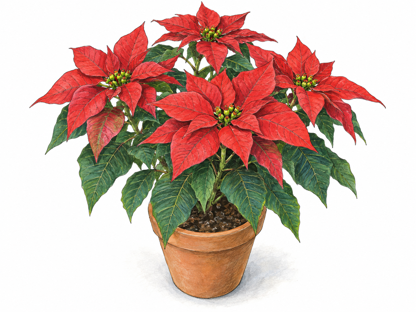 A single potted poinsettia, recognizable by broad scarlet leaflike bracts surrounding tiny yellow-green flower clusters, with dark green leaves below.