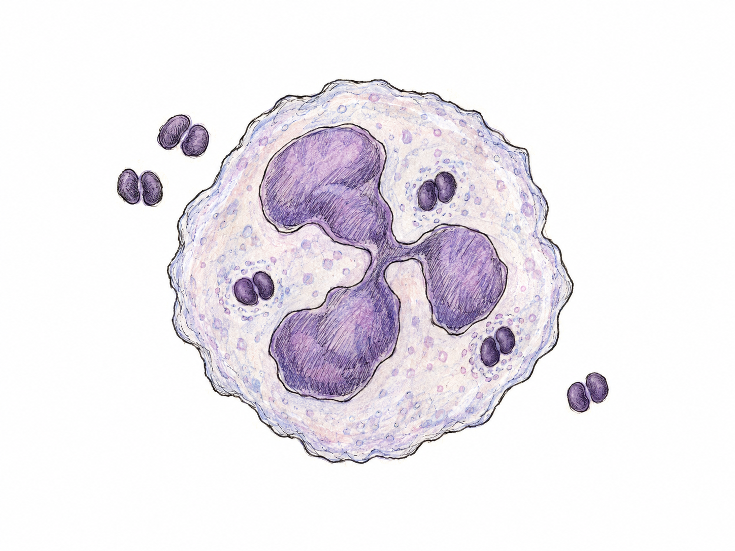 A restrained microscopic vignette showing paired, kidney-shaped gonococcal bacteria within a neutrophil, conveying the bacterial infection without depicting intimate anatomy or stigmatizing a patient.