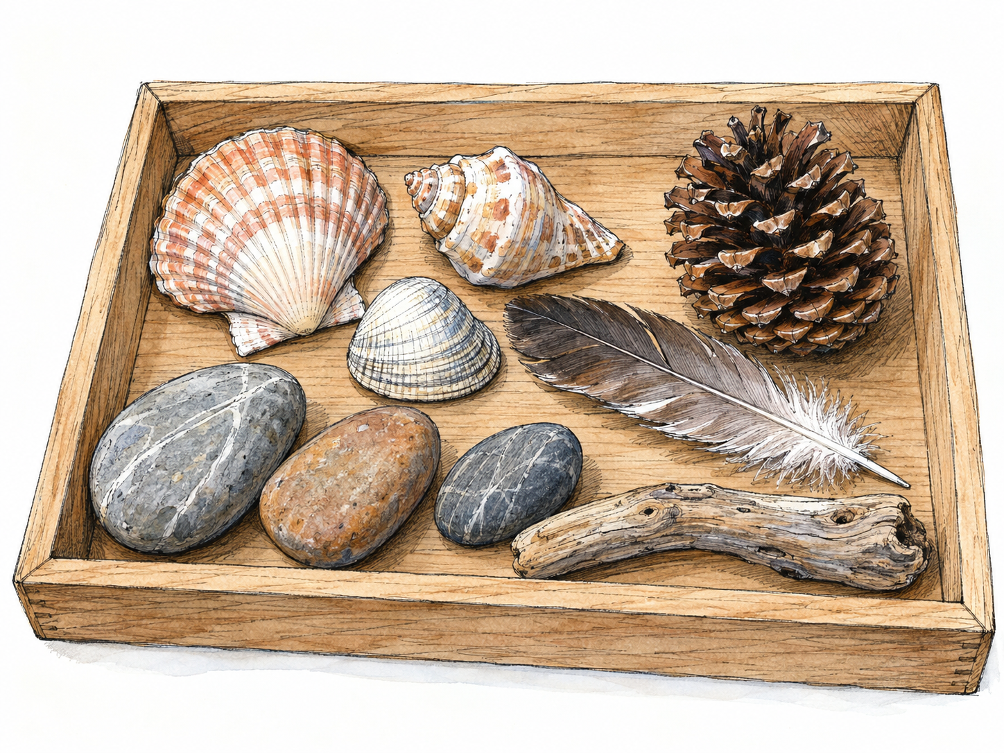 A shallow open tray holds an assemblage of assorted found objects: shells, smooth stones, a pinecone, a feather, and a piece of driftwood.