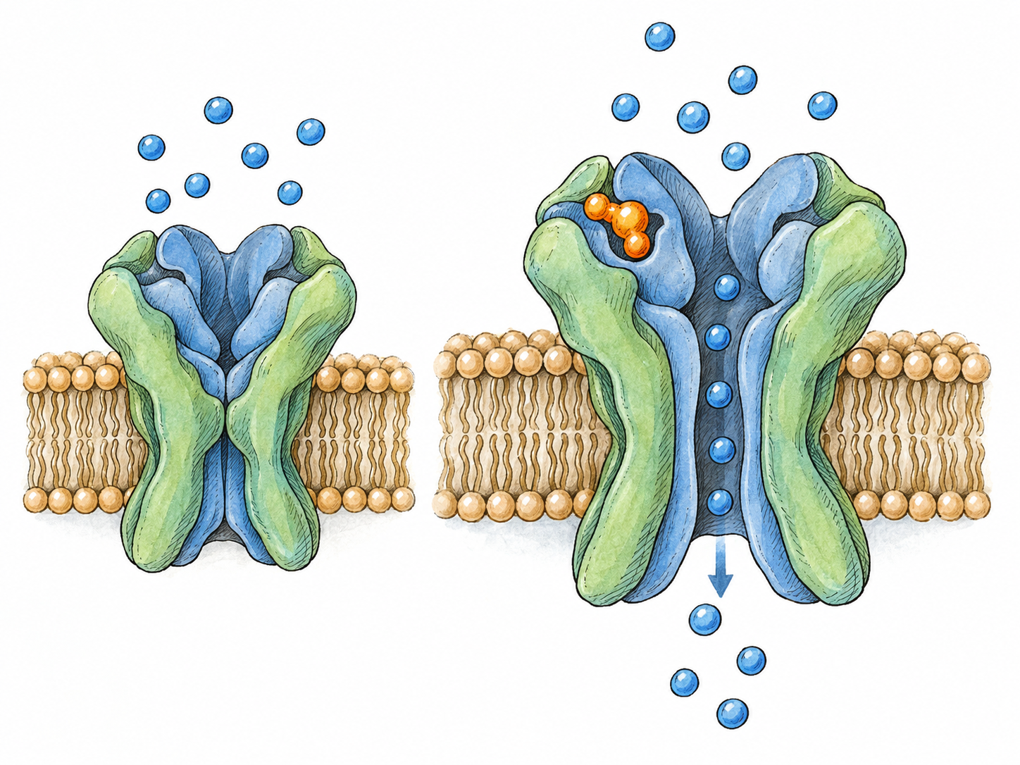 A text-free molecular cutaway shows a ligand-gated ion channel before and after an agonist binds: the unbound receptor is closed, while the same receptor with a small molecule seated in its external binding pocket is open, allowing ions to cross the cell membrane.