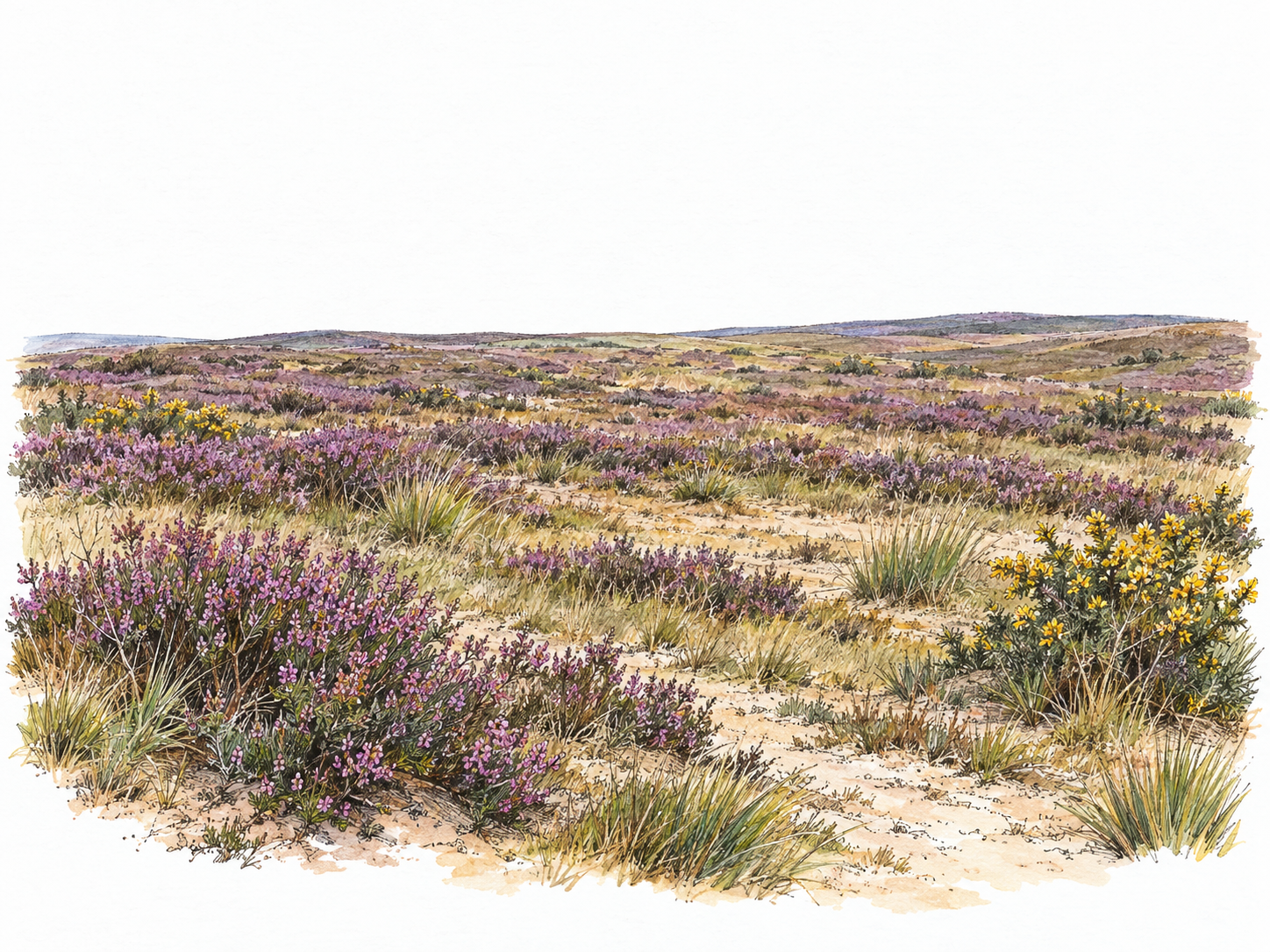 A broad, treeless stretch of uncultivated ground covered with irregular patches of low heather, gorse, and coarse grasses, with exposed sandy soil between shrubs.
