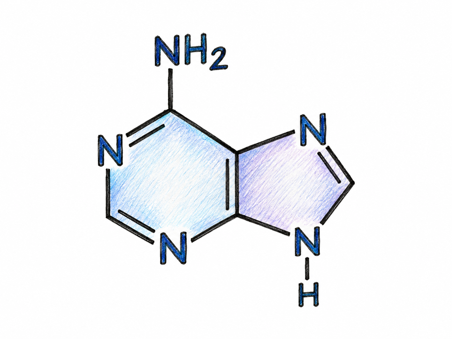 A single large, chemically accurate structural depiction of adenine: its fused six- and five-membered purine rings, four ring nitrogens, and amino group at carbon 6.