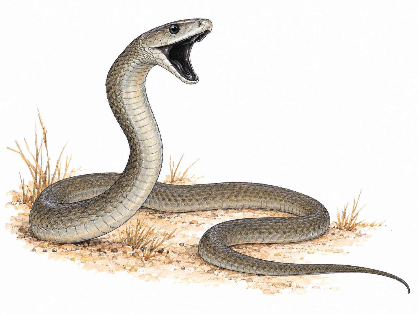A single black mamba with its long olive-gray body in loose ground-level curves, forebody raised and mouth open to reveal the characteristic inky-black interior.