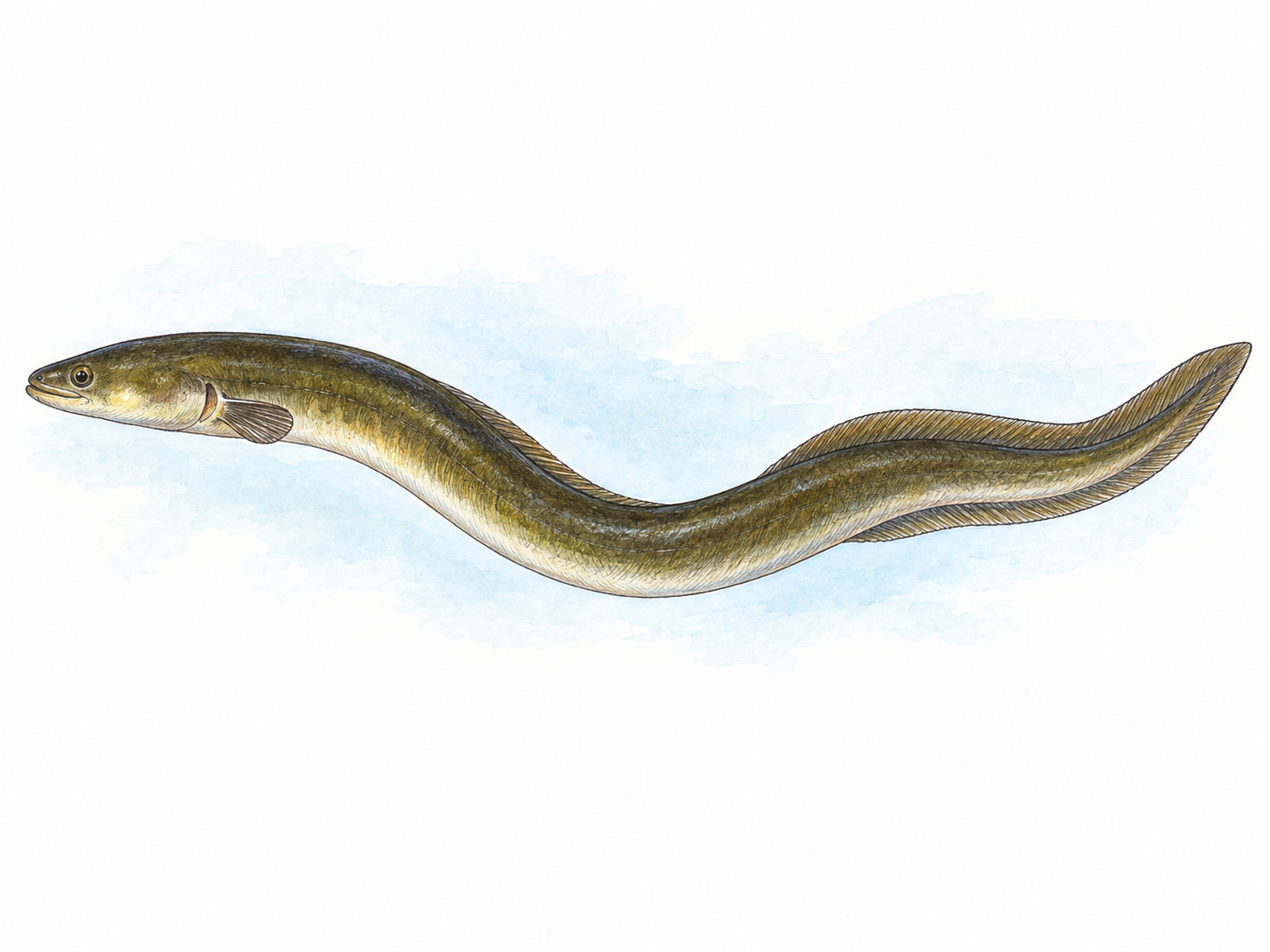 One eel swimming in a gentle S-curve, its long snake-like body and unmistakable fish fins clearly visible in side view.