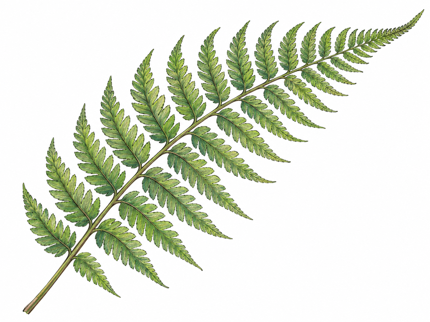 A single large green fern frond, gently arching diagonally, with clearly separated rows of leaflets along its central stalk.