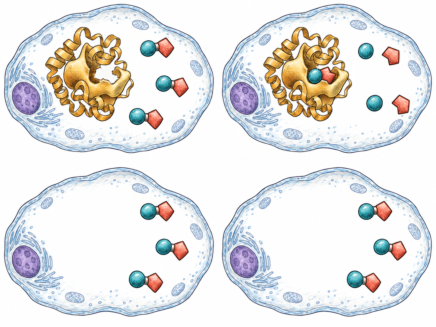 A compact, text-free before-and-after comparison inside living cells: matching starting substrates remain mostly unchanged without an enzyme, while a folded protein binds and converts them into products and remains intact.