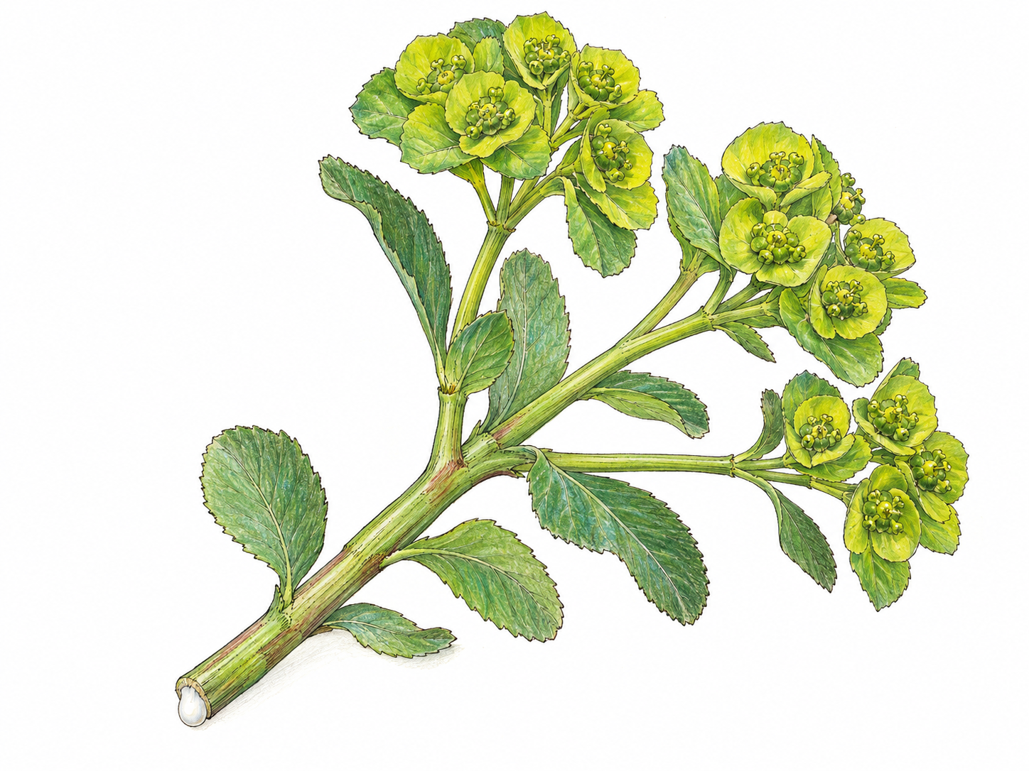 A recognizable flowering spurge sprig with tiny greenish flower structures and a bead of opaque milky-white sap at its freshly cut stem.
