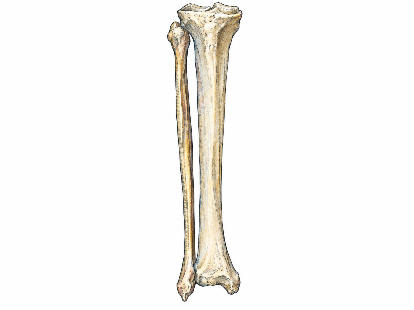 An isolated anatomical view of the two lower-leg bones, with the slender lateral fibula emphasized beside the thicker tibia.
