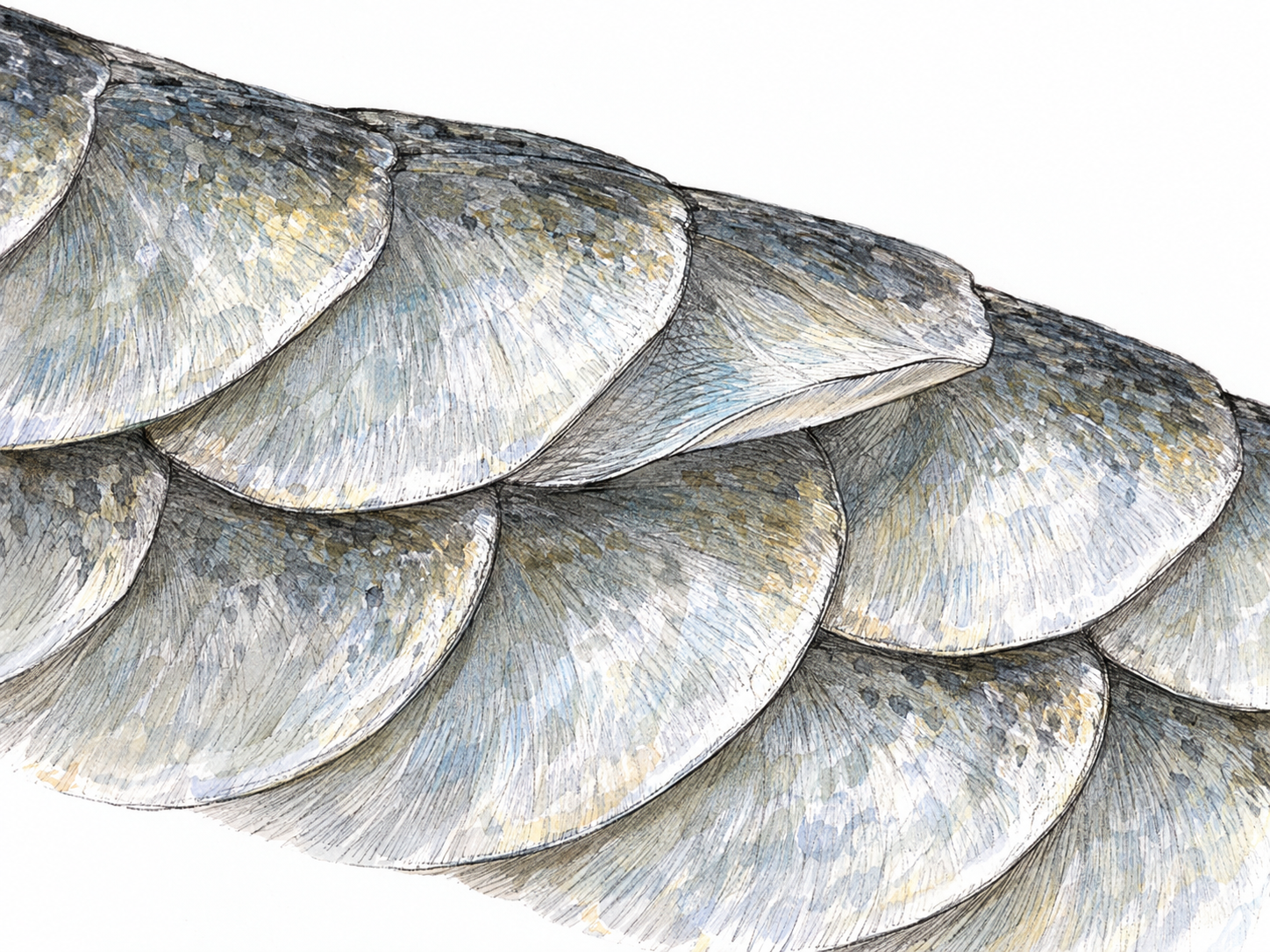 An enlarged oblique view of a small patch of overlapping fish scales, with one edge slightly lifted to reveal their wafer-thin, flat, scale-like form.
