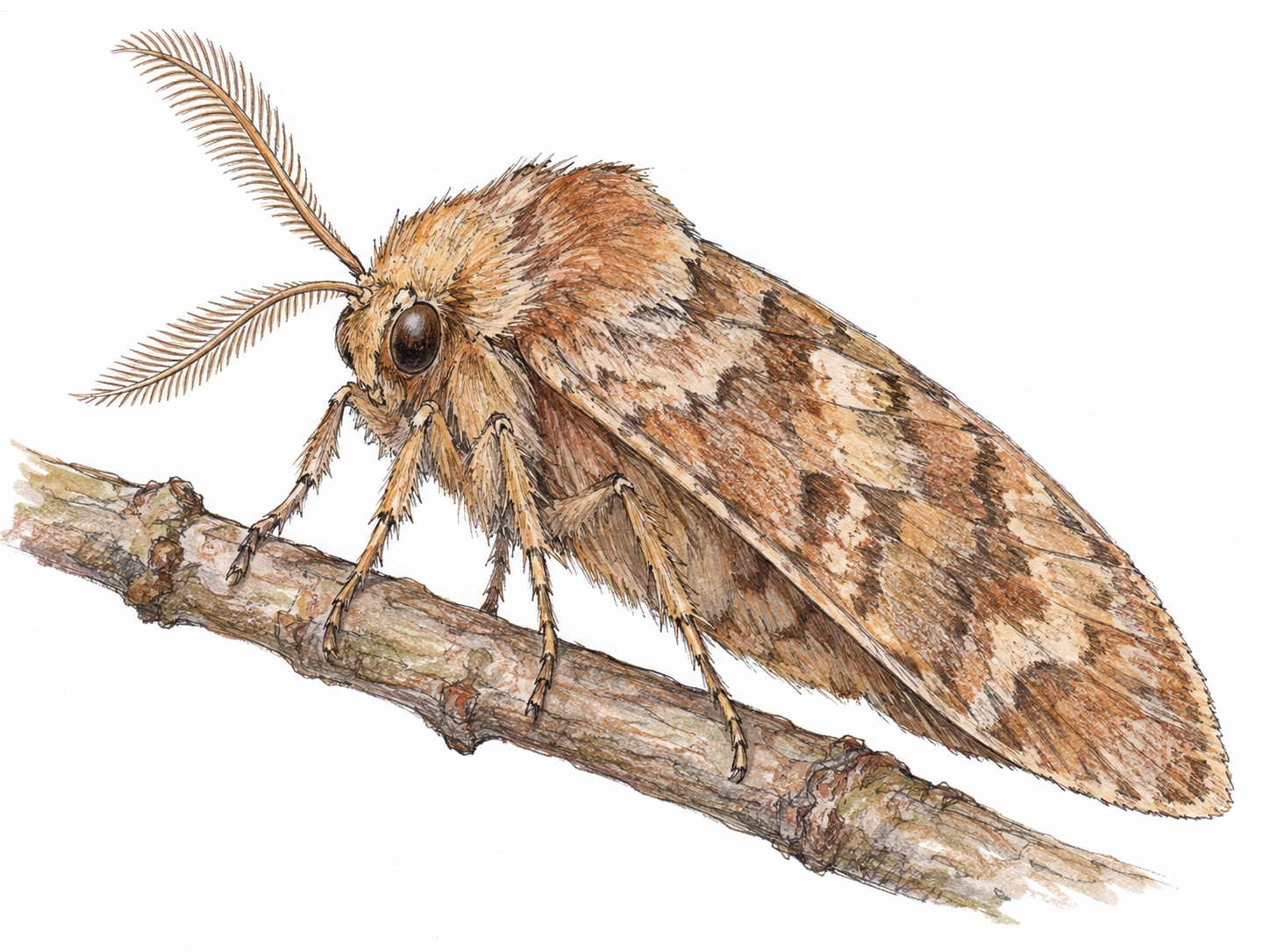 A single moth resting on a slender twig, its softly patterned wings held rooflike over its body, with feathery antennae and a fuzzy thorax clearly visible.