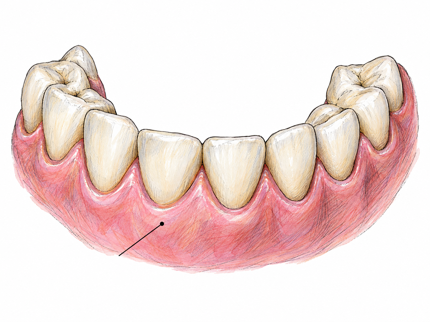 A close-up anatomical specimen view of healthy pink gum tissue snugly surrounding the bases of several natural teeth, with one discreet pointer identifying the tissue rather than a tooth.